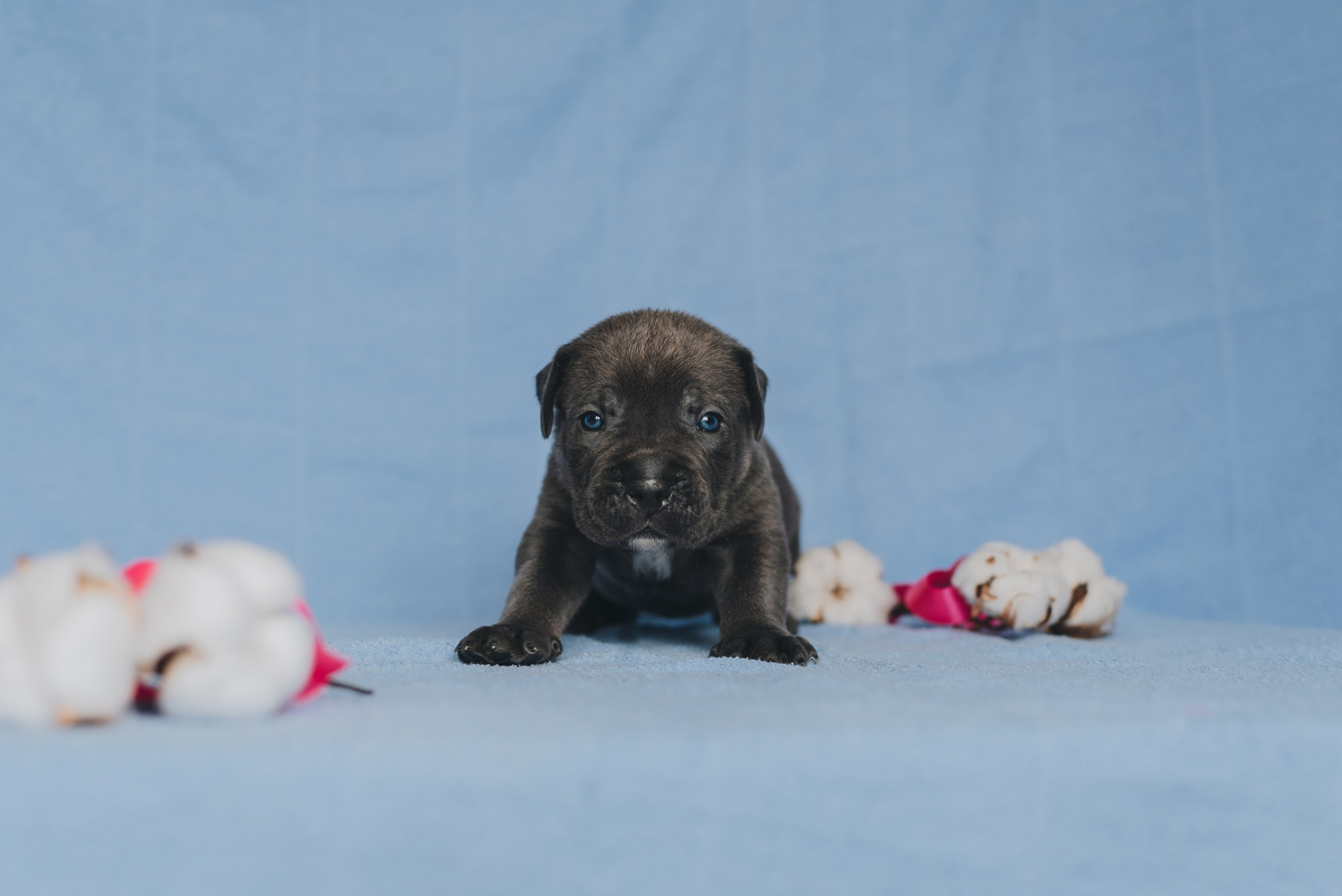 Cane Corso. Natalia Finch Photography — Family, Kids & Pet Photographer in Chicago, IL