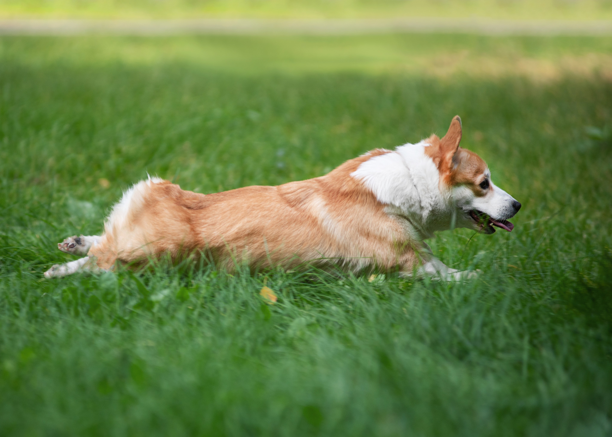 Осень с рыжими собаками. Дог-фотограф в Тюмени Александра Королева