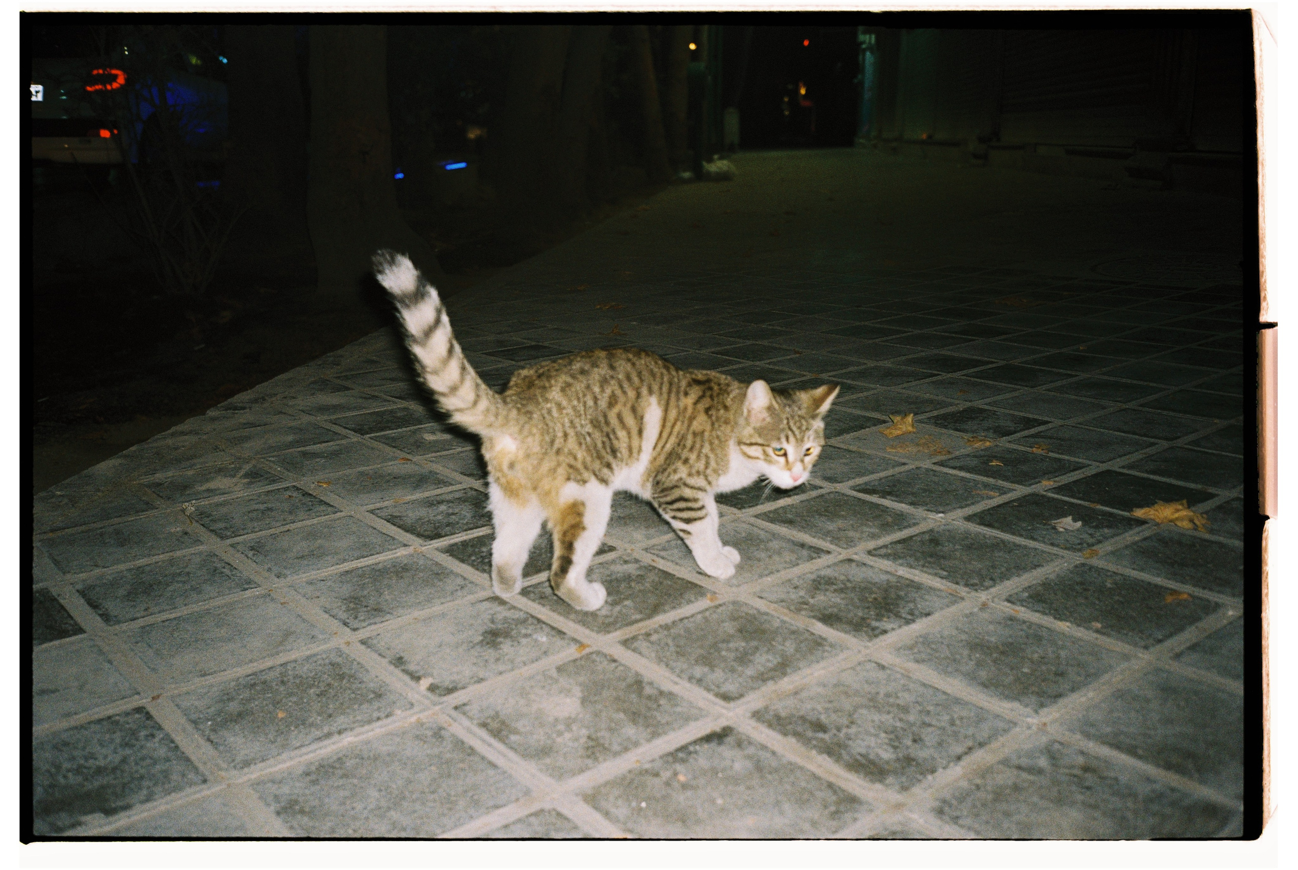 Iran. @tomrus: Рустам Шагиморданов — фотограф