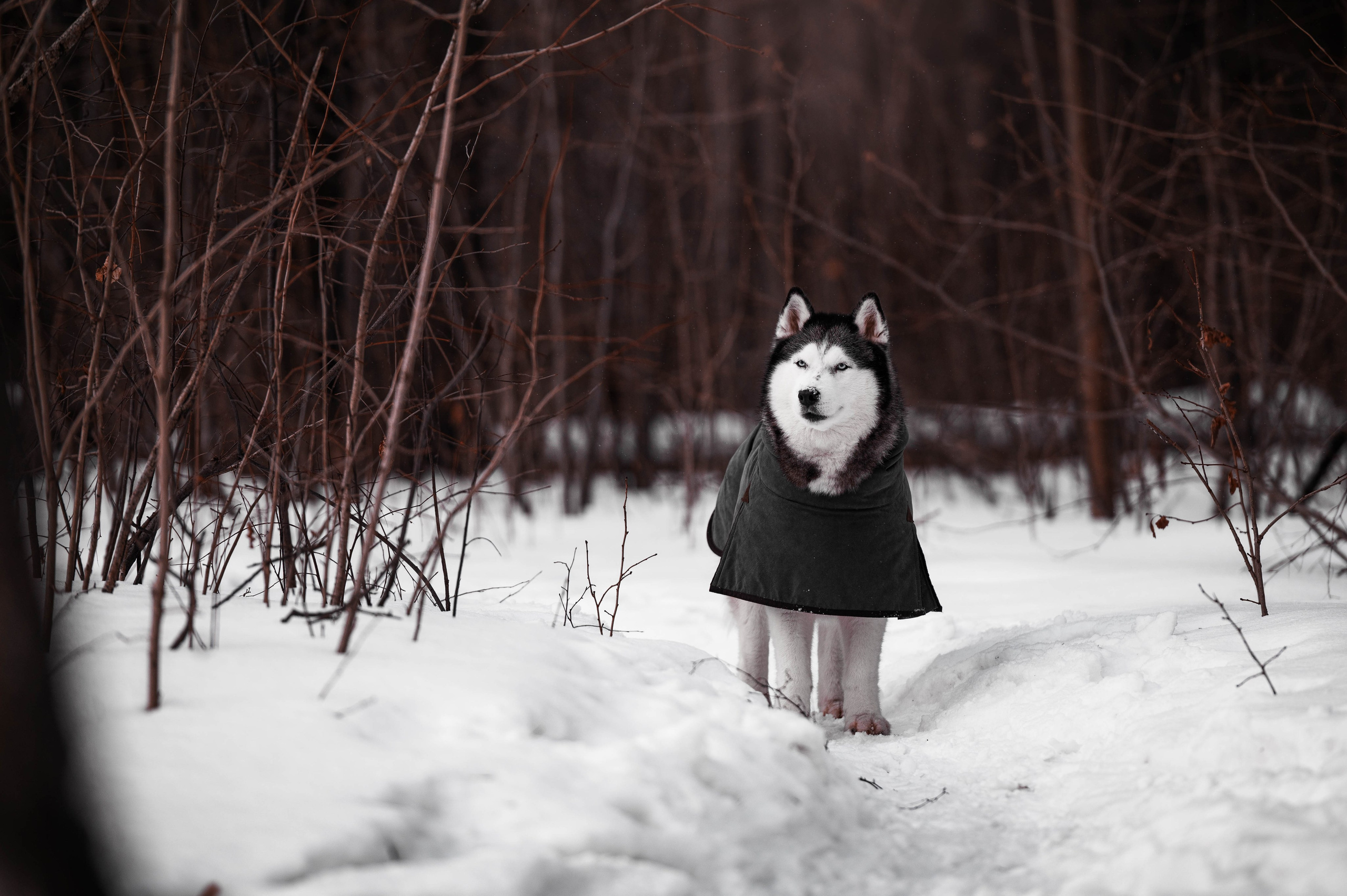 Шанель. Фотограф-анималист