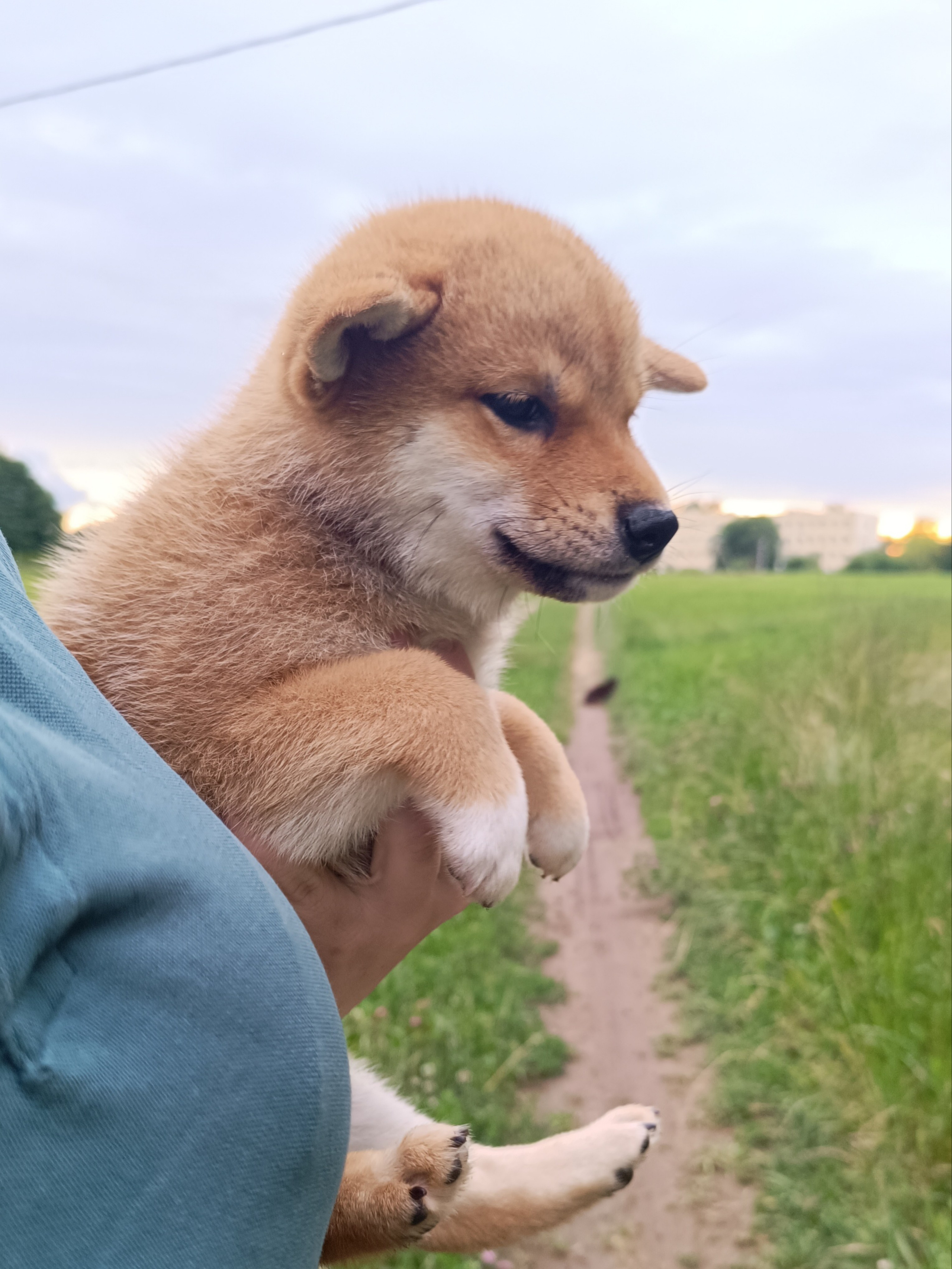 сиба питомник Рубилайт щенки на продажу rubylight  сиба щенки купить СПб Санкт-Петербург