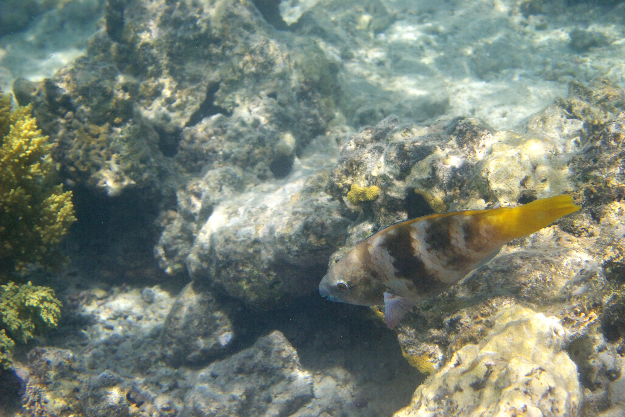 Под водой. Миша Печёнкин | фотография