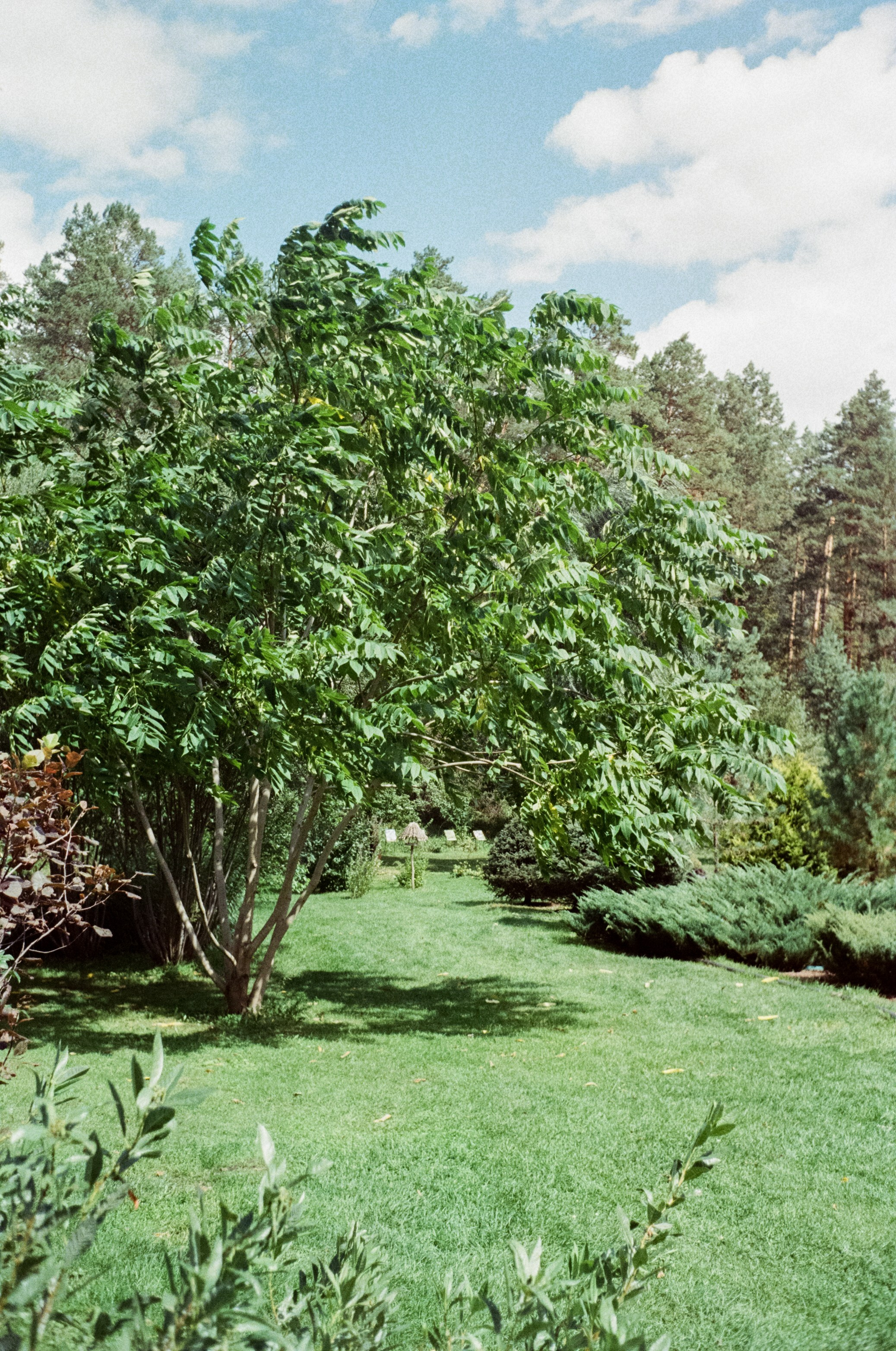 Горно-алтайский ботанический сад, база Кедровый остров / 27 августа 2024 года