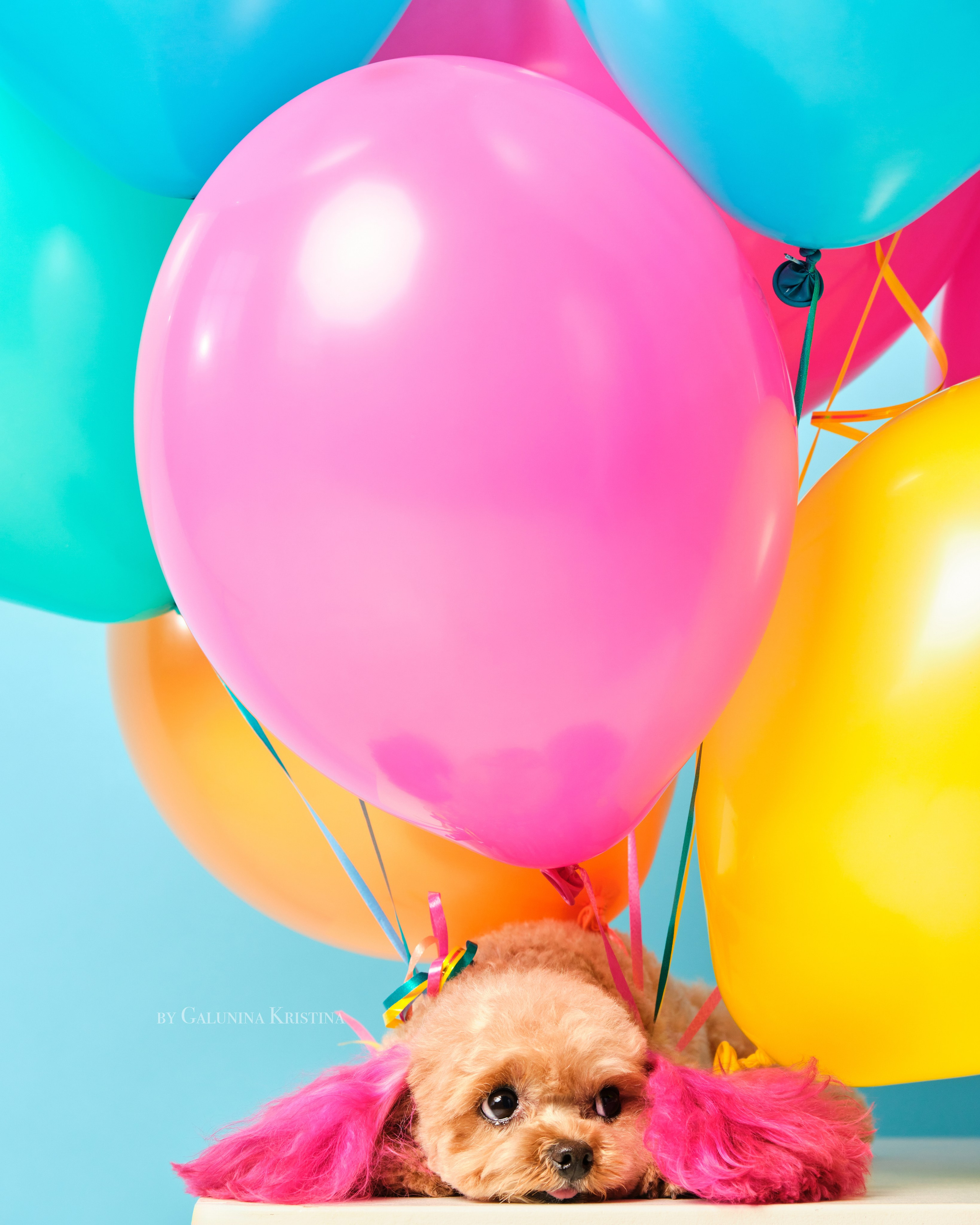 Фото с животными альбом. Фотограф в Москве — Галунина Кристина