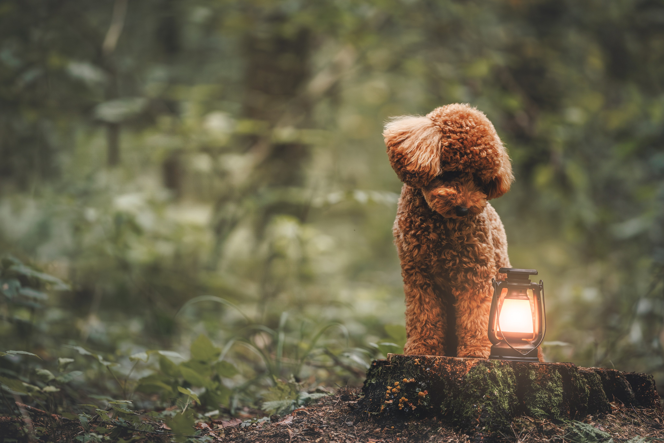 Лесная прошулка. Фотограф Анималист в Москве Анастасия Жучкова