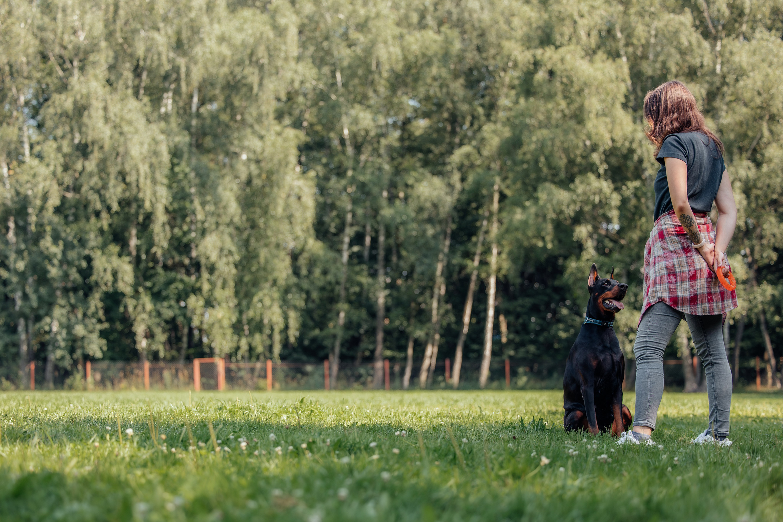 Доберман Айза. Фотограф Анималист в Москве Анастасия Жучкова