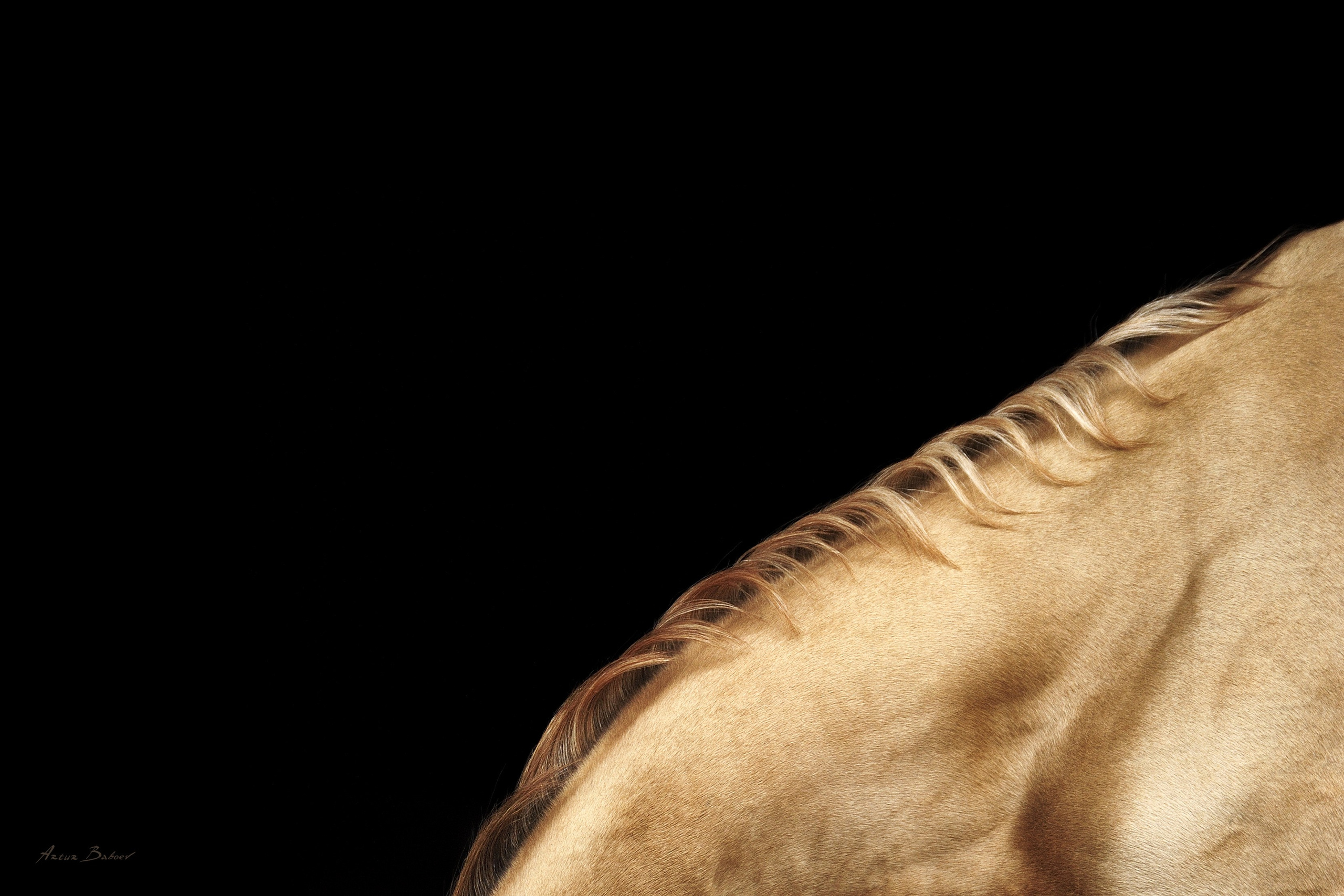 Gallery. Art photos of horses — ARTUR BABOEV | Photographer