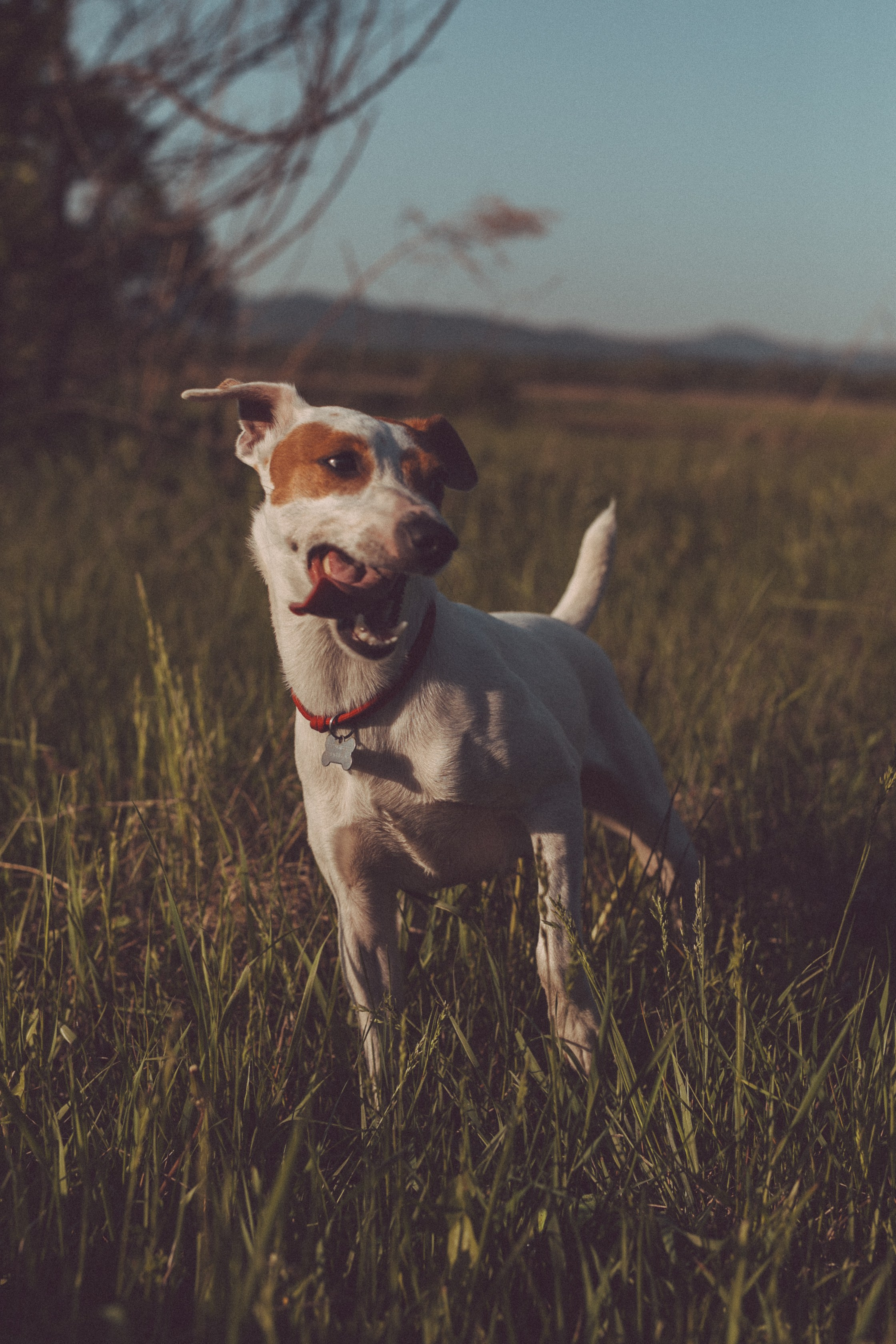 Где-то в полях…. Свадебный и семейный фотограф во Владивостоке Овчинникова Дарья