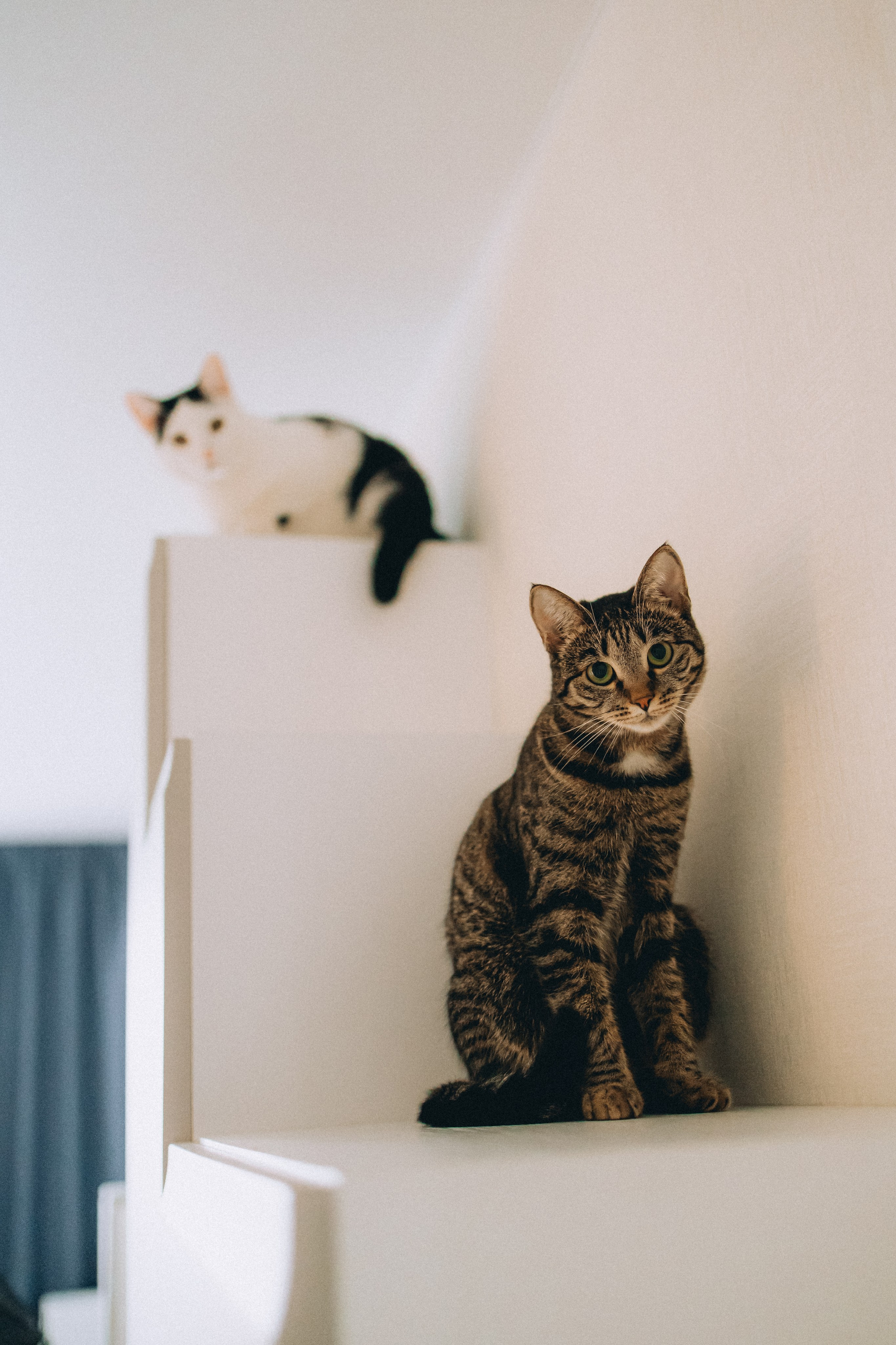 Рыся, Кепа и их семья