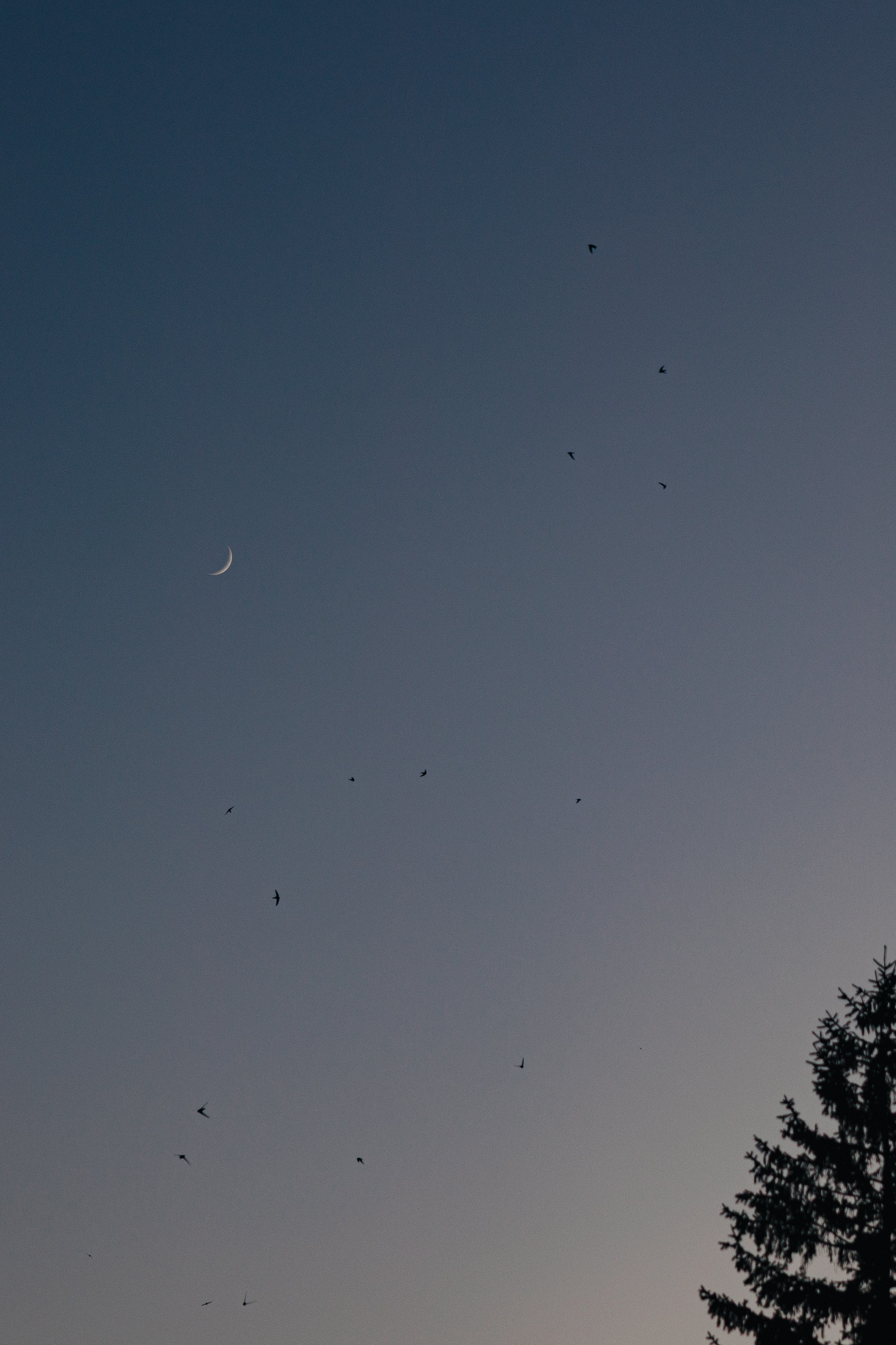 Вручение аттестатов. Свадебный фотограф Роман Еремеев