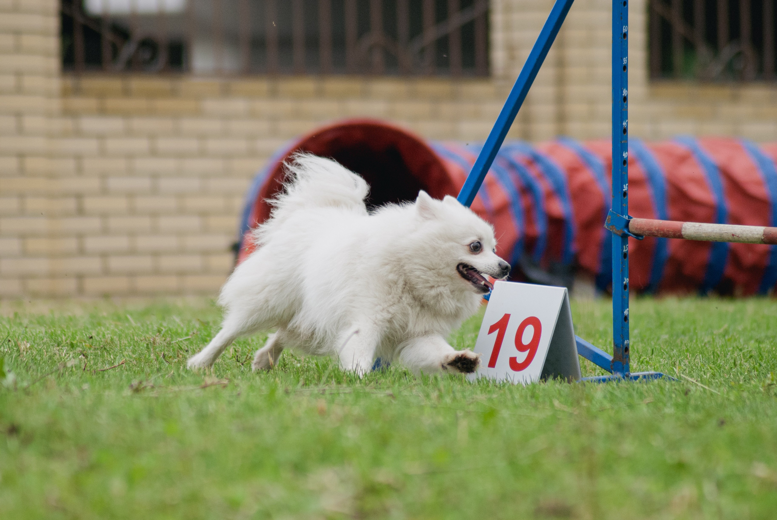 Аджилити. Фотограф в Тюмени Лизавета Сапицкая