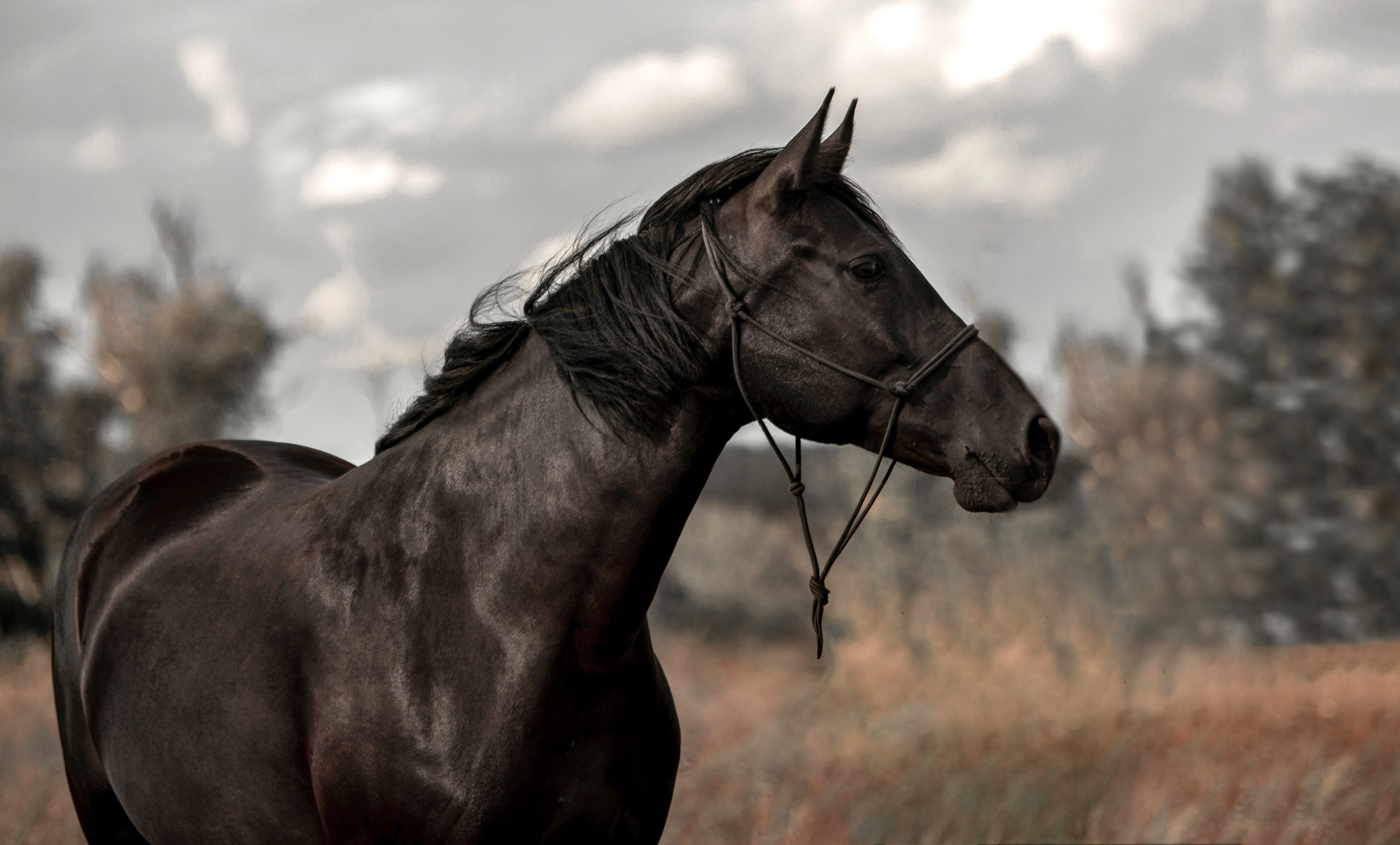 Лошади. Конный фотограф в Саратове Юлия Иванова