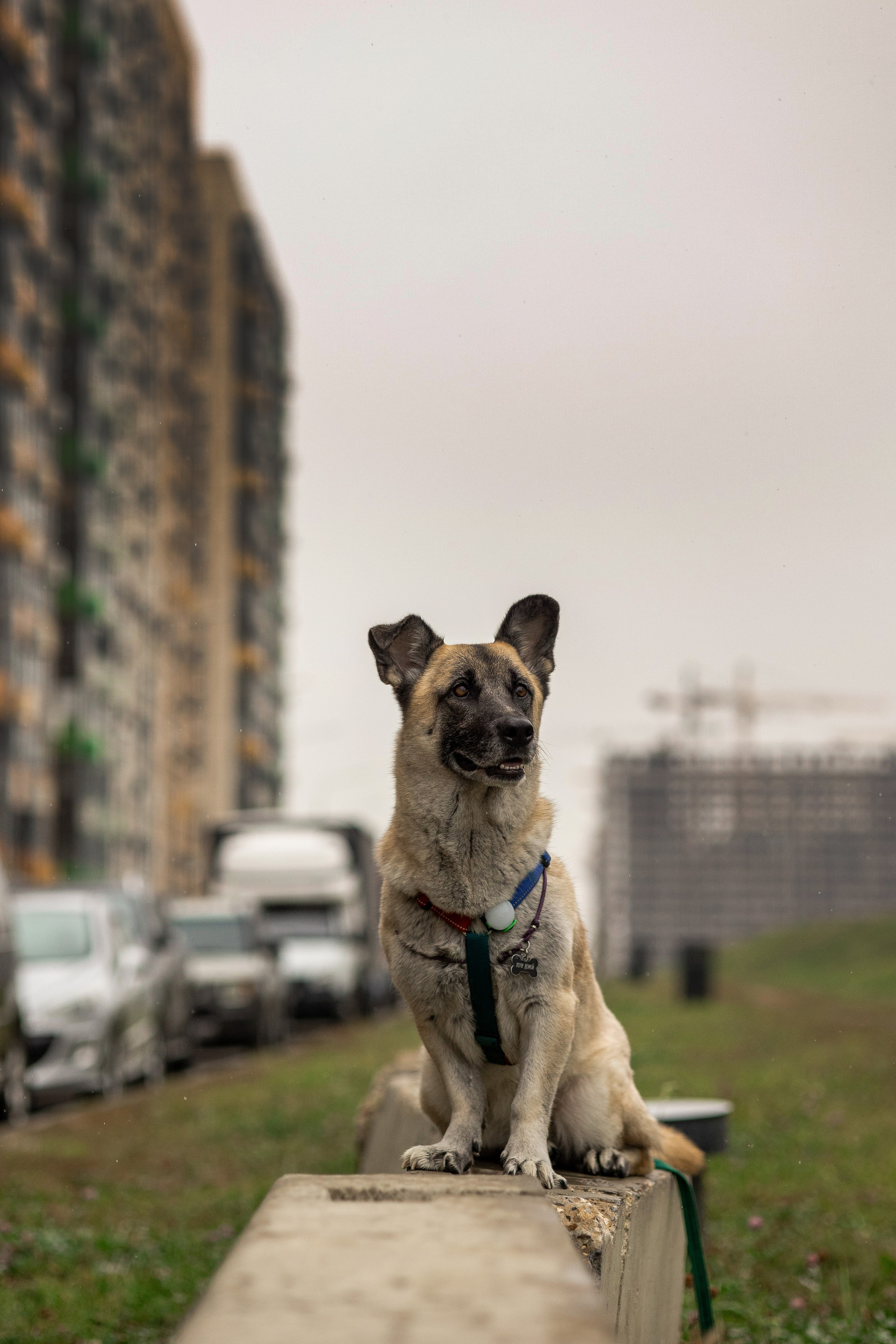 Съемка с собакой. Анастасия Белаш