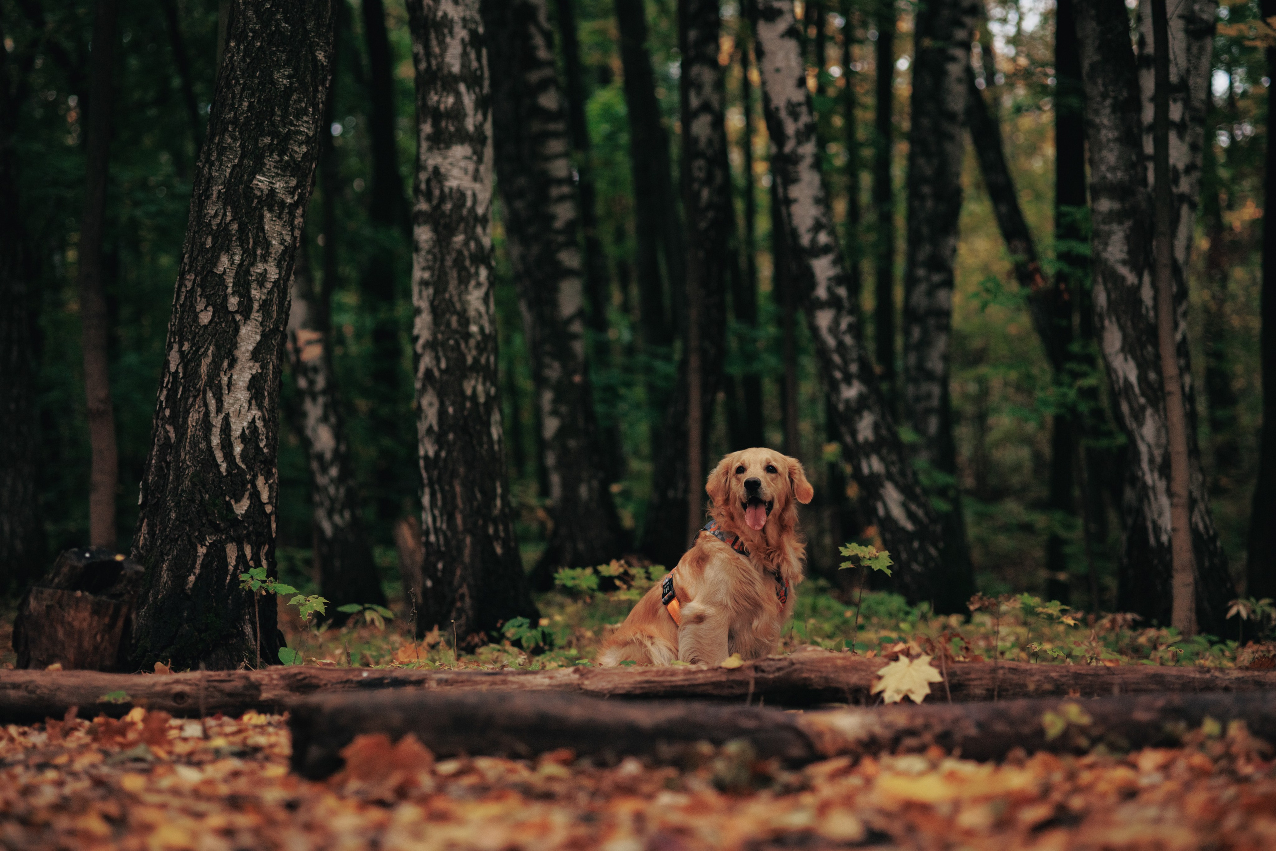Съемка с собакой. Анастасия Белаш