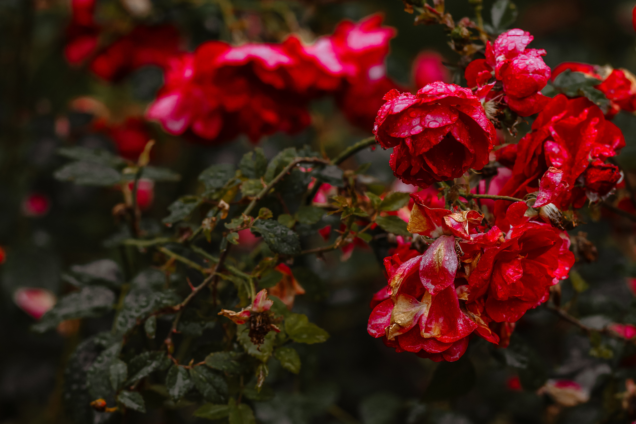 Анастасия и Евгений. Свадебный, семейный фотограф в Санкт-Петербурге