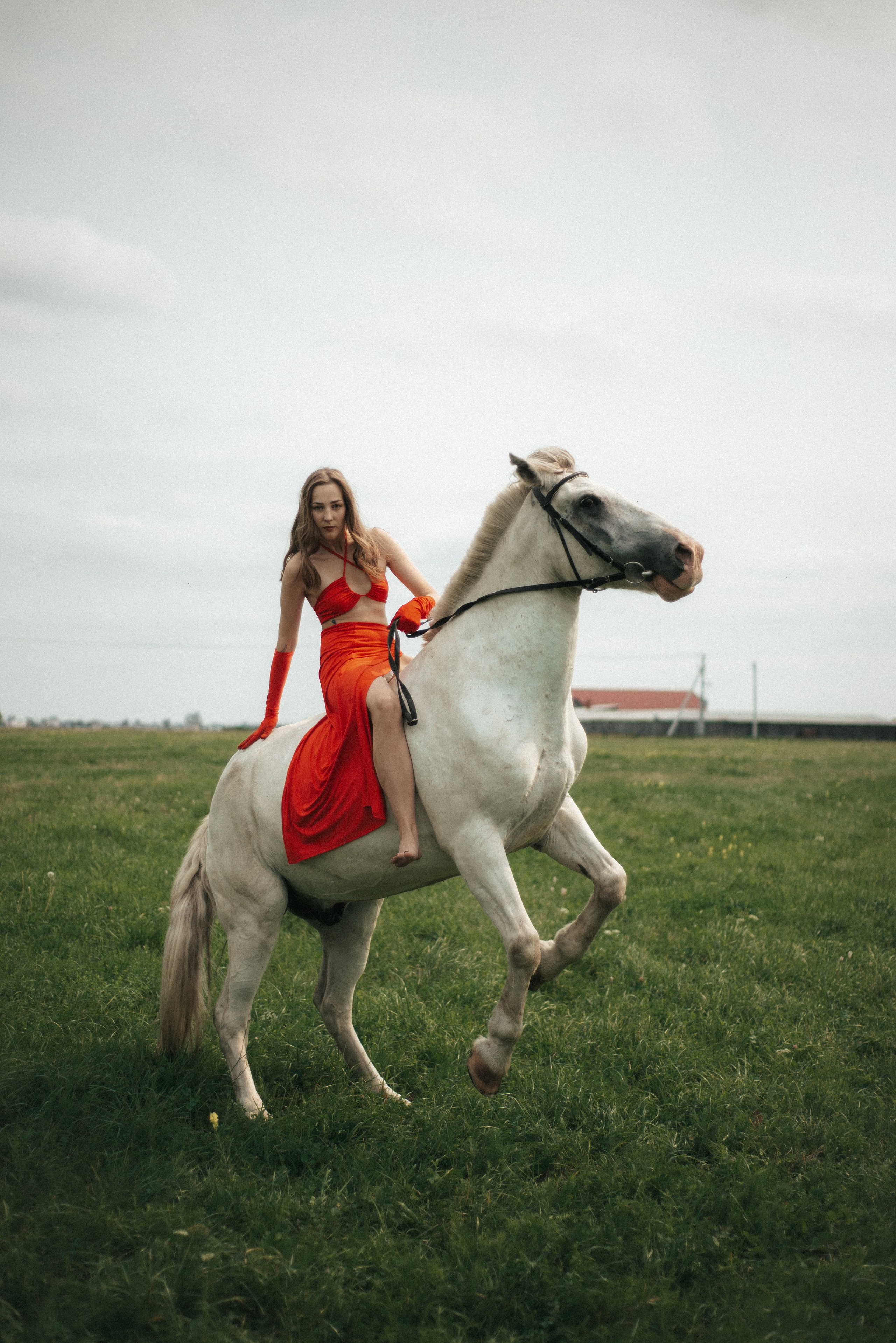 Horse. Фотограф