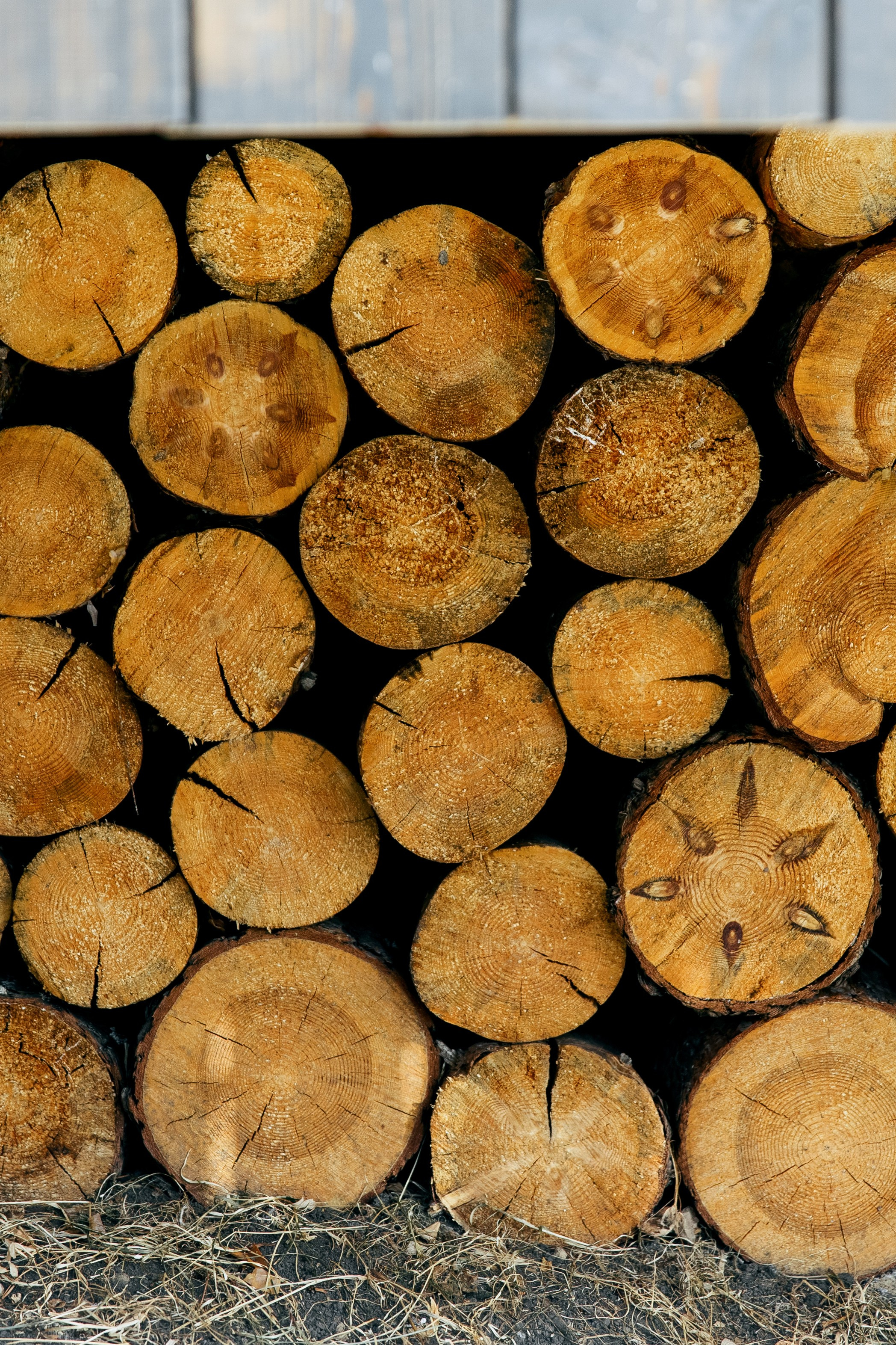 ДЕНЬ ДОЖДЕНИЯ ЕКАТЕРИНЫ. Фотограф в Красноярске