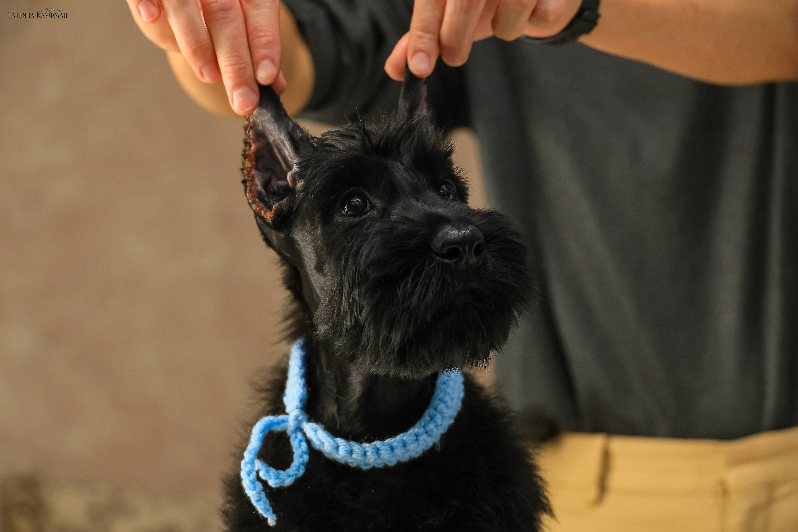 Ризеншнауцеры 2 месяца. Фотограф Анималист из Новосибирска Татьяна Кауфман