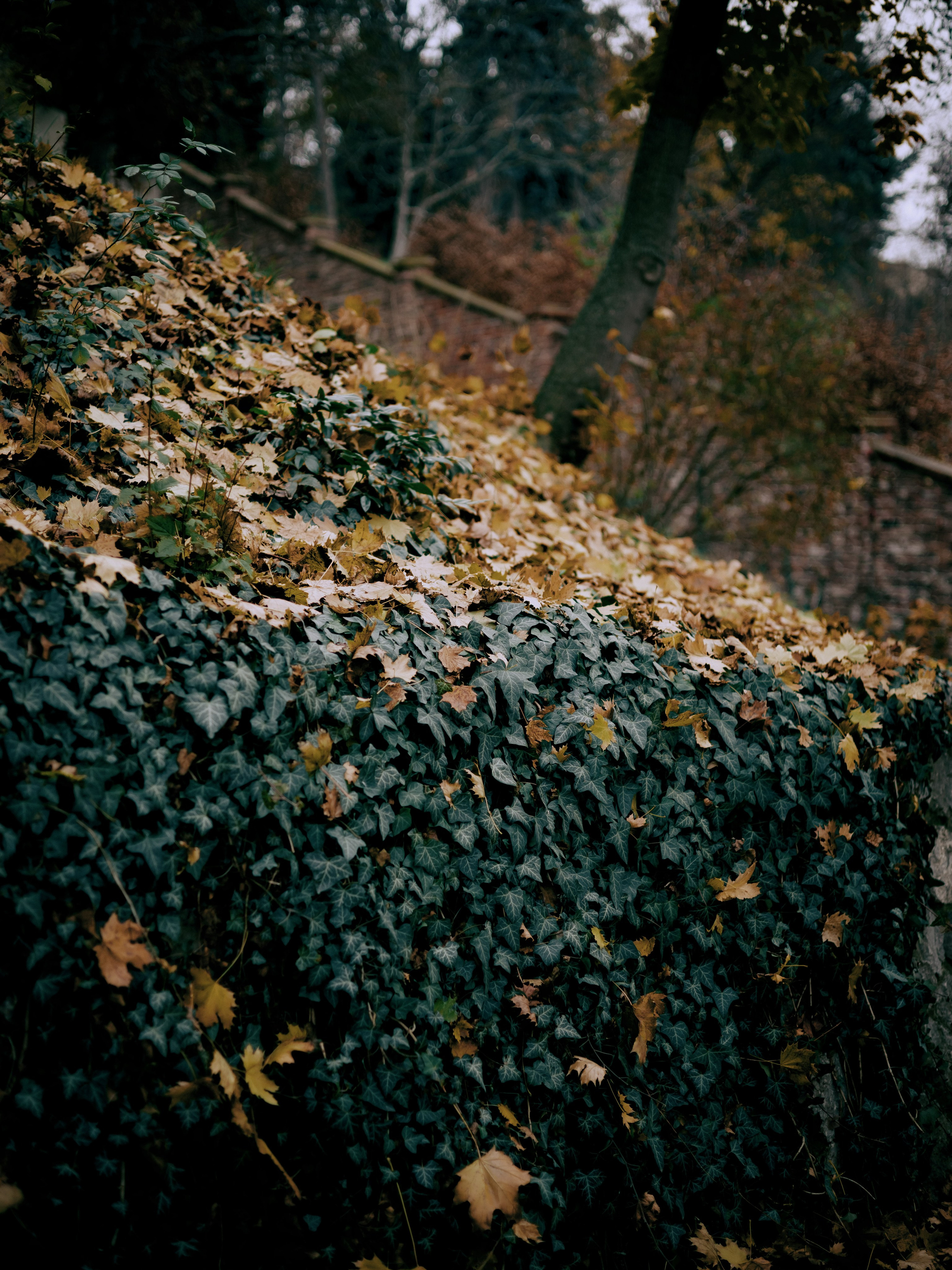 Hamdam. Photographer in Prague Alexander Pivovarov