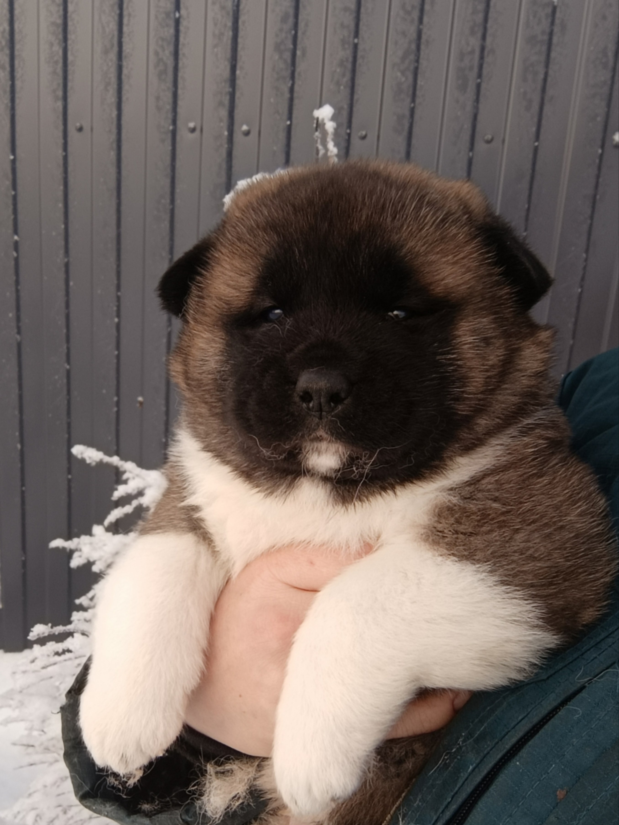 Rubylight Cirrus. Американская акита I Сиба ину I Питомник RUBYLIGHT