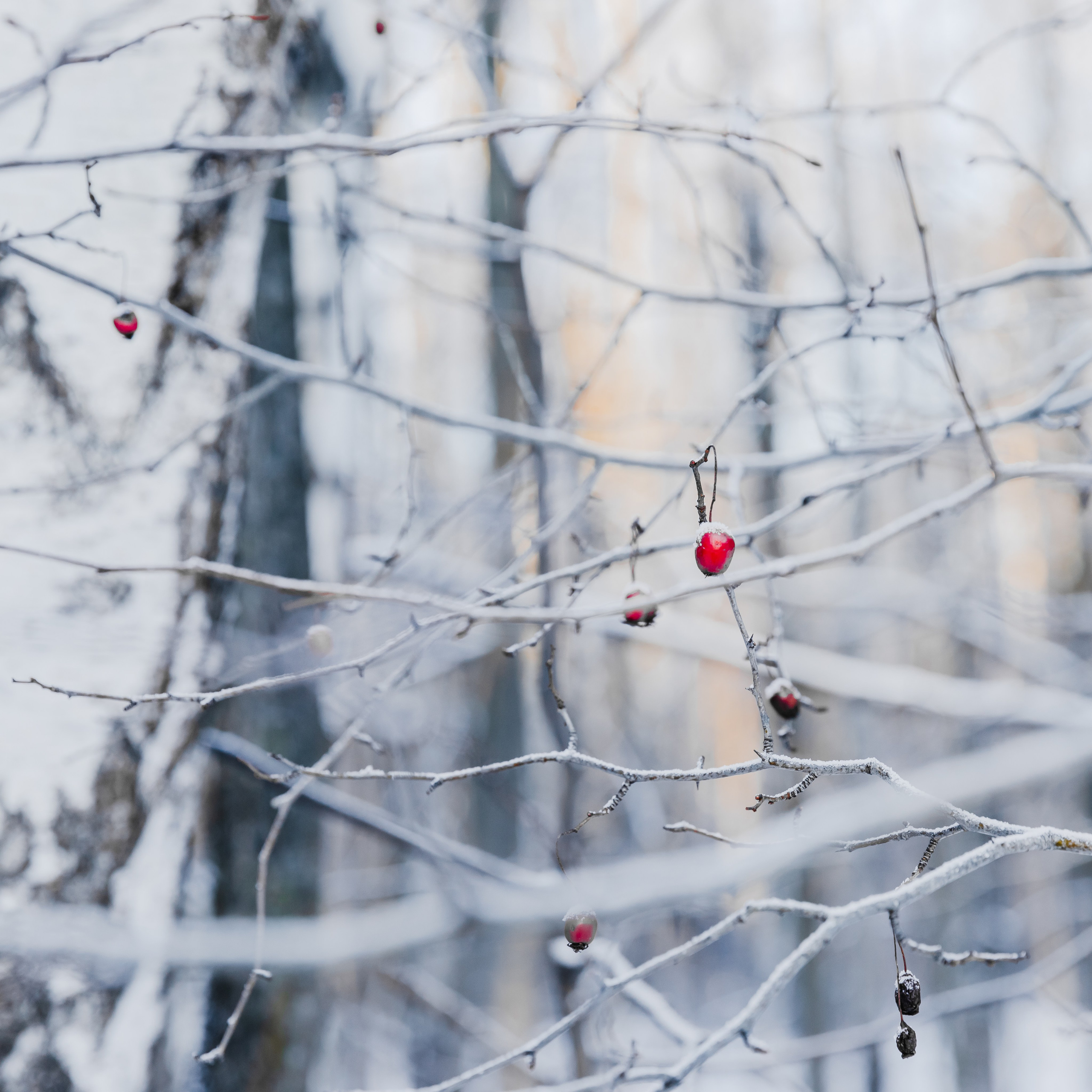 Лосиный остров. Зима. Фотографии