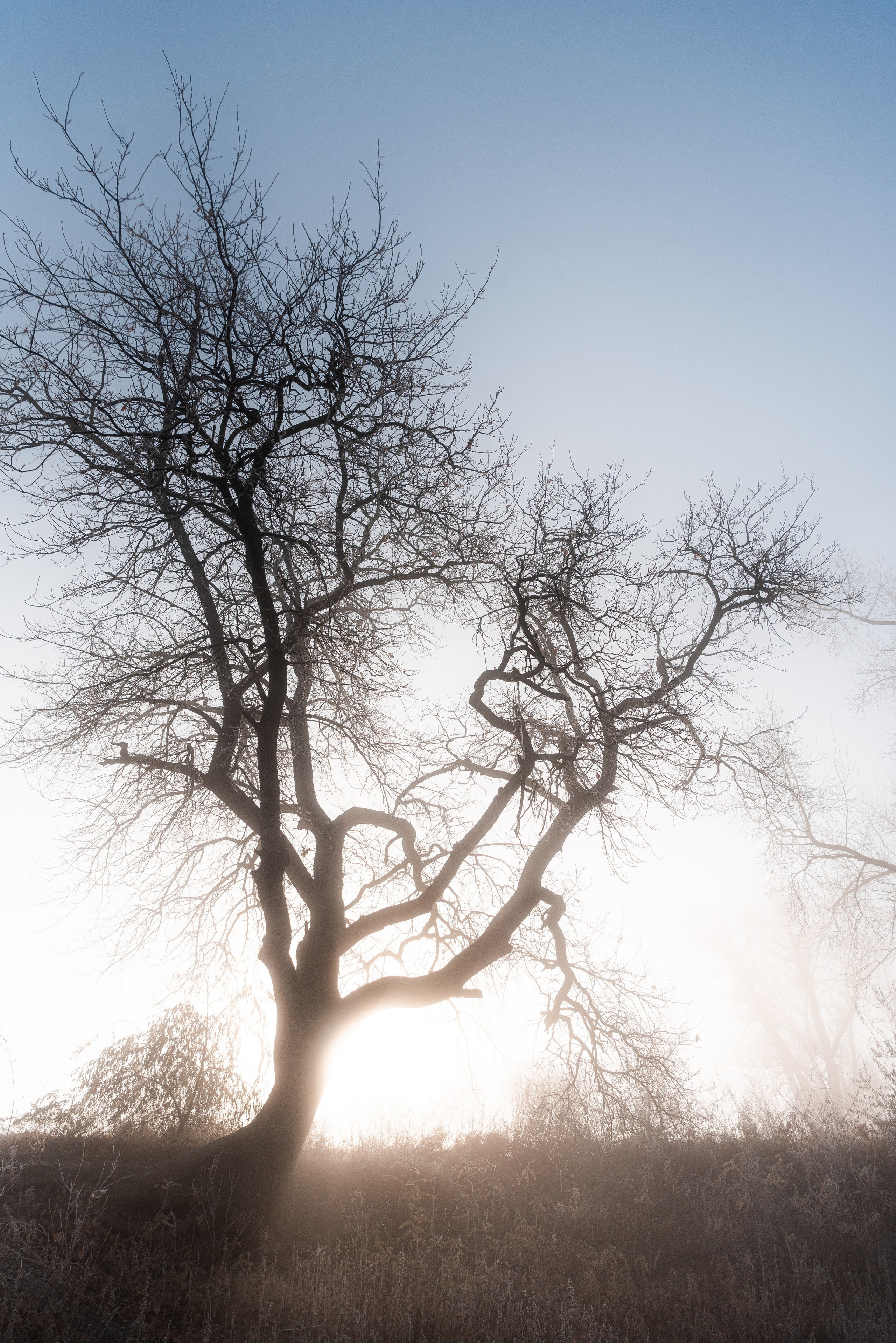 Фотографии утреннего тумана под Волжским. Фотограф в Волгограде и Волжском Александр Горбань