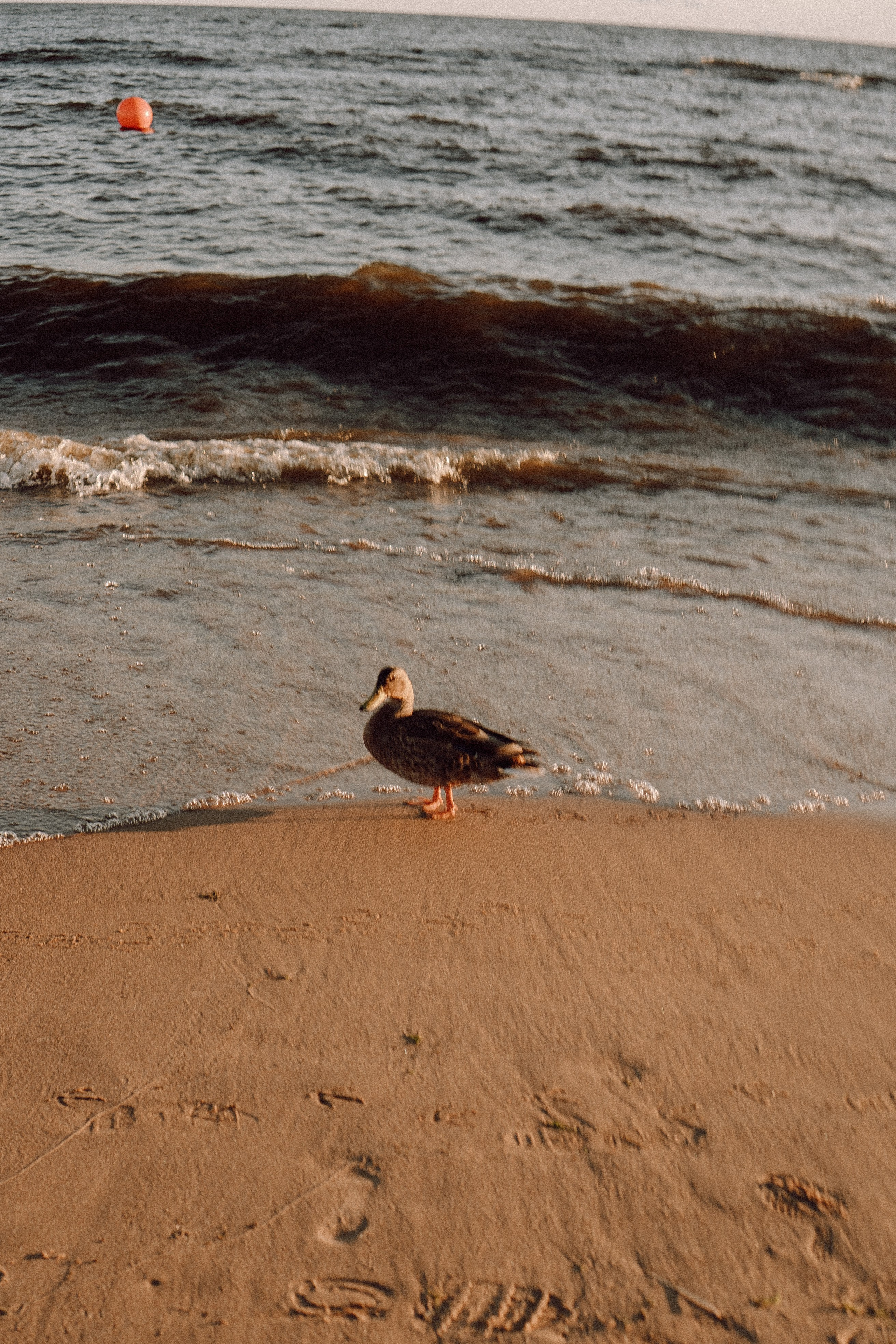 РОМАНТИКА ФИНСКОГО ЗАЛИВА. Профессиональный фотограф, Санкт-Петербург — Виктория Богомолова