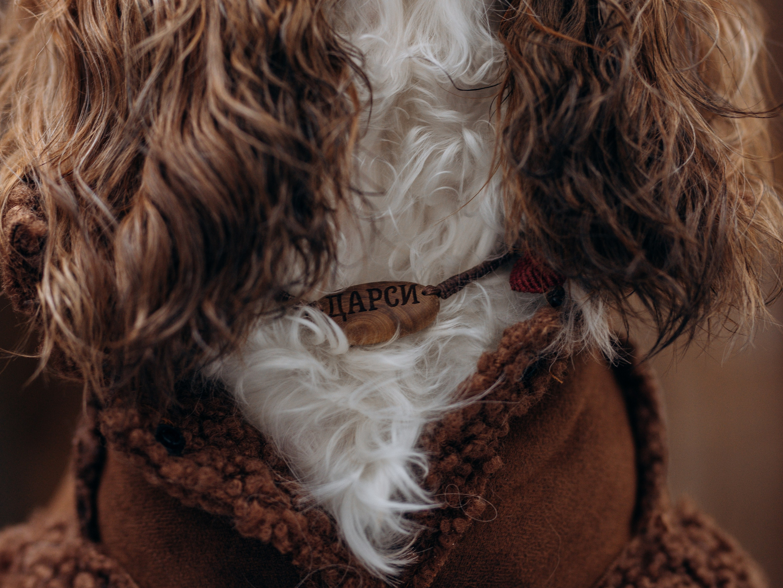 Дарси и Маша. Фотограф-анималист в Москве Кириллова Татьяна