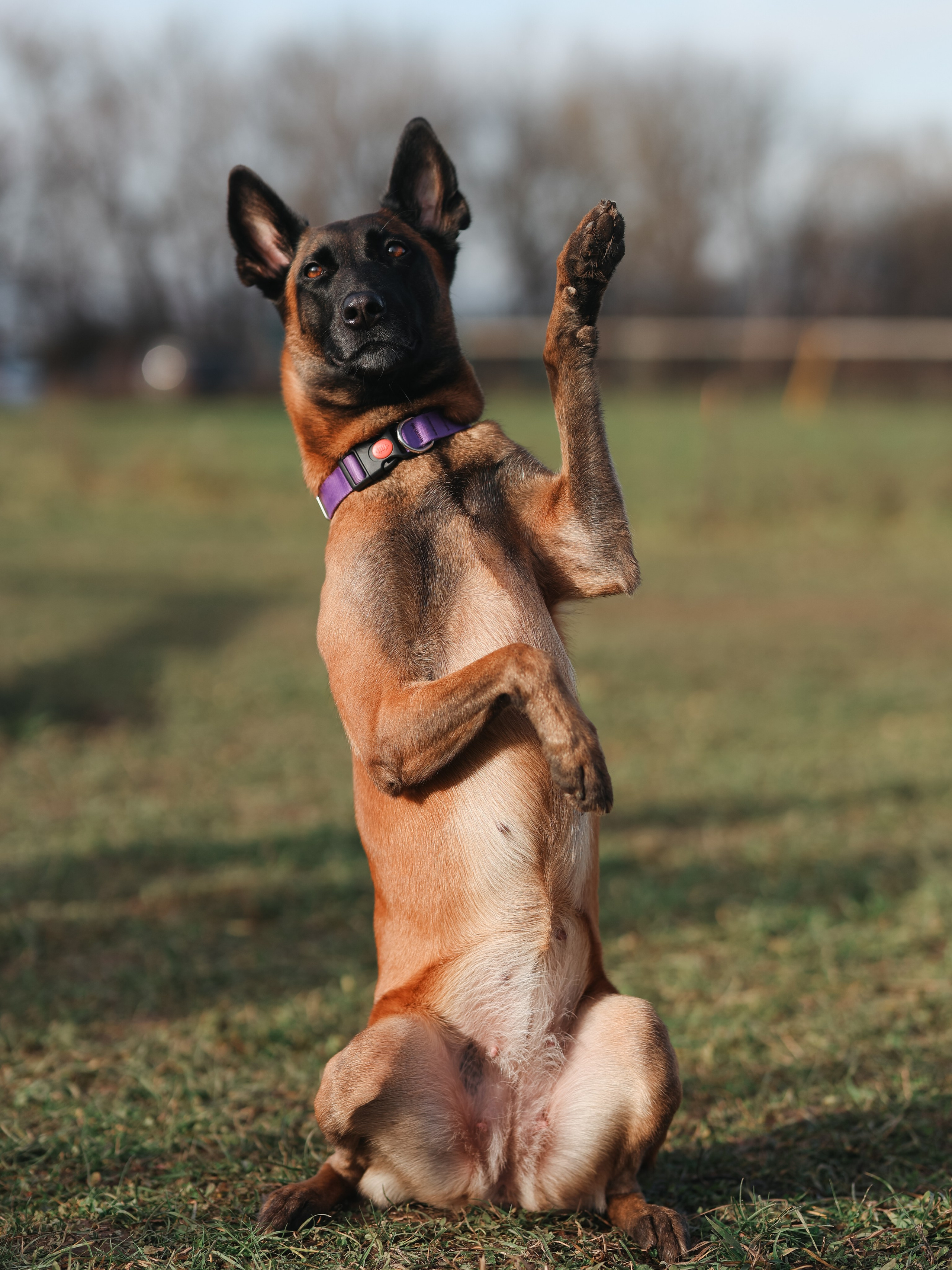 Соревнования BH. Фотограф-анималист в Москве Кириллова Татьяна