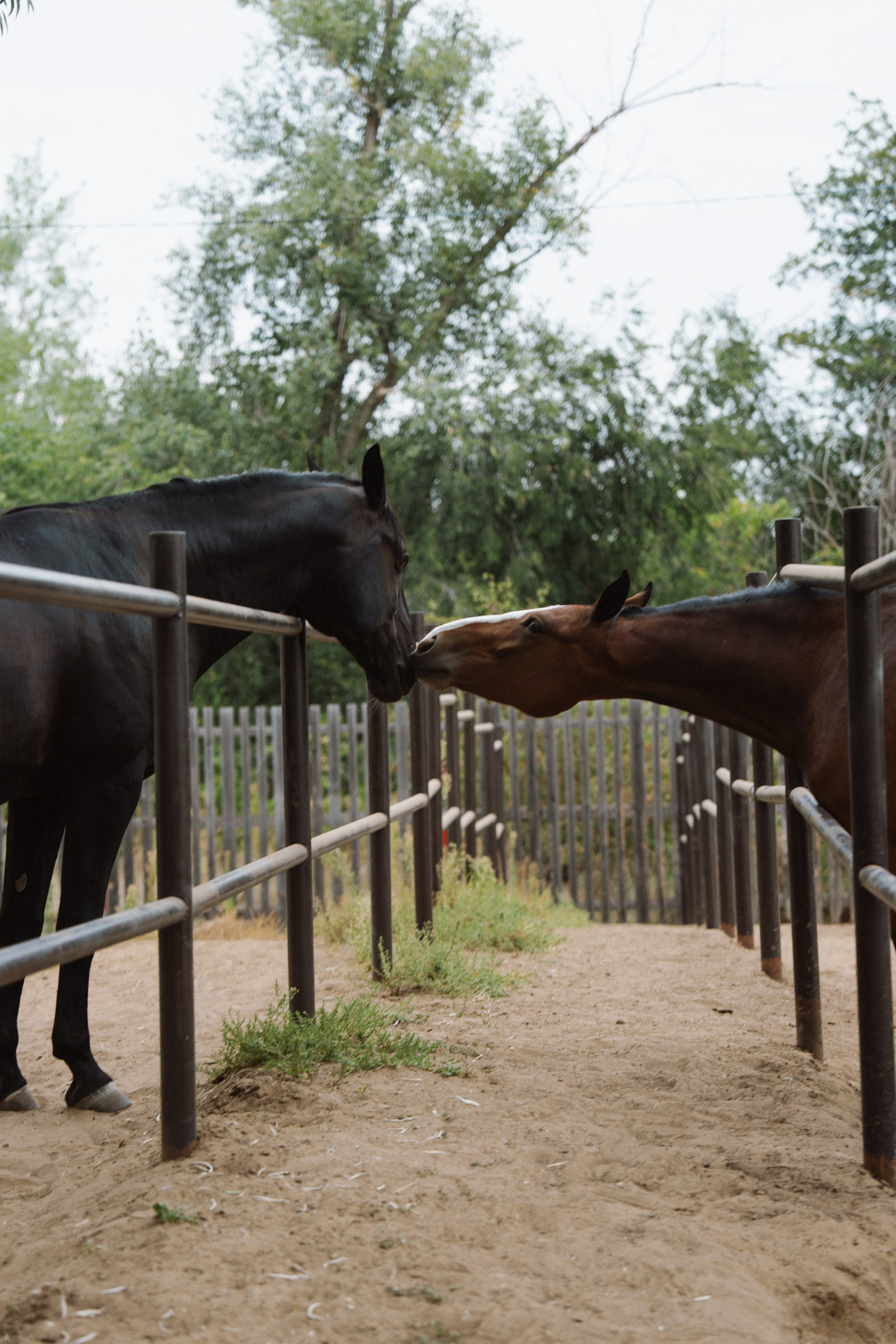 Arina. Фотограф Волгоград