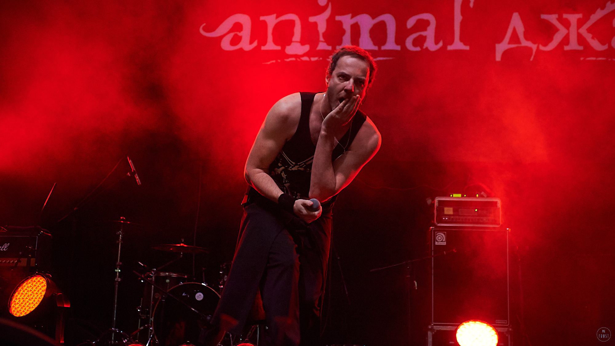 Animal ДжаZ. Фотографии отовсюду и обо всем