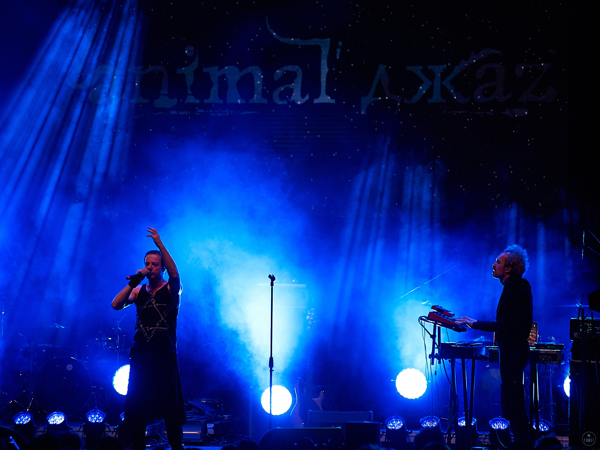 Animal ДжаZ. Фотографии отовсюду и обо всем