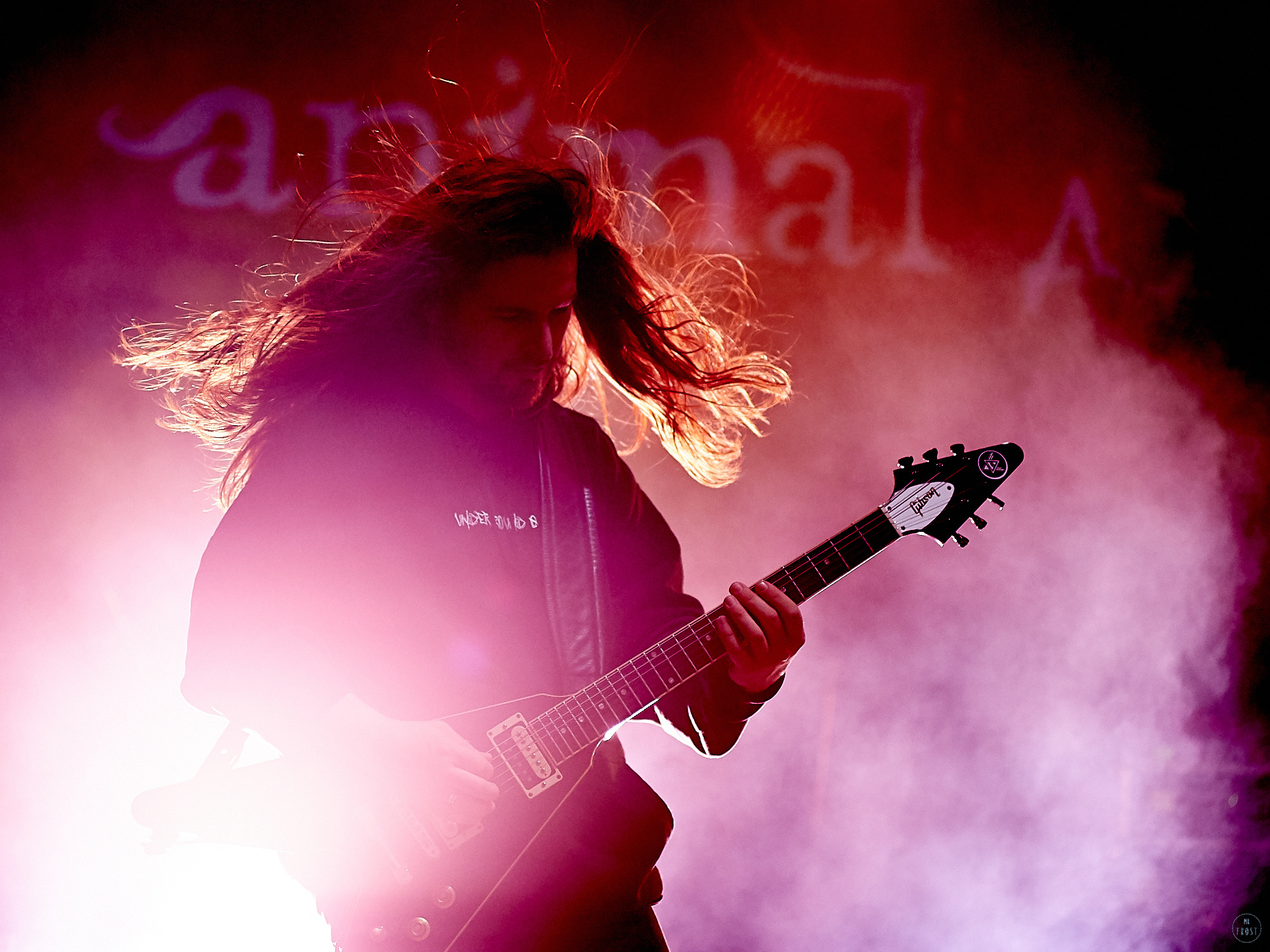 Animal ДжаZ. Фотографии отовсюду и обо всем