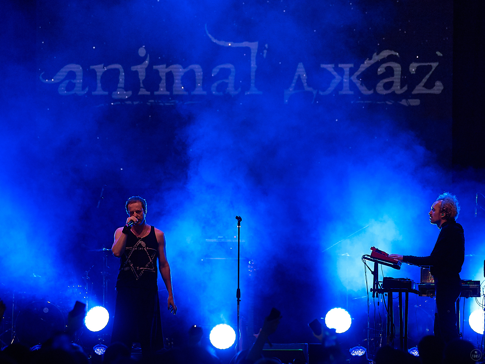 Animal ДжаZ. Фотографии отовсюду и обо всем