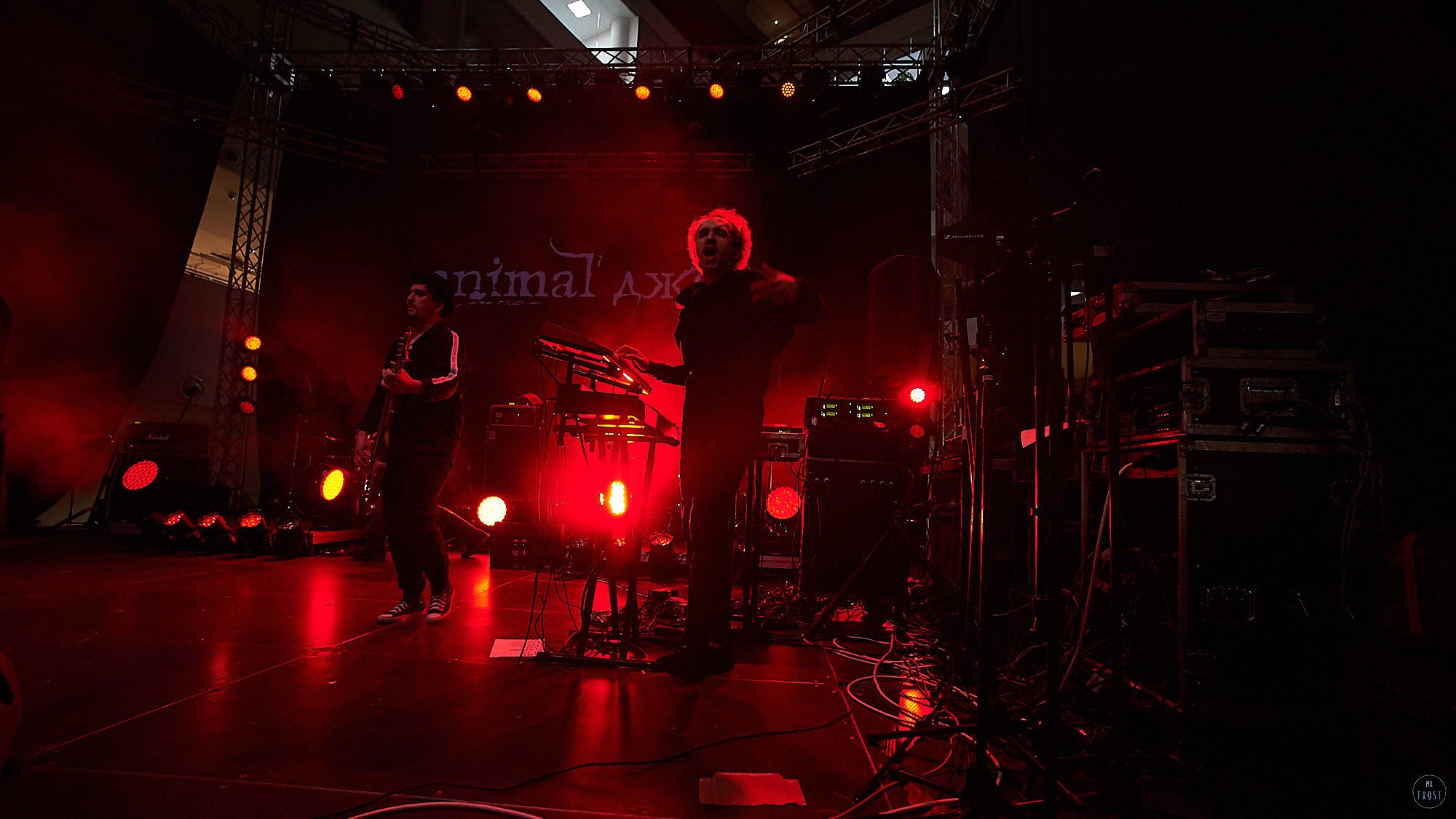 Animal ДжаZ. Фотографии отовсюду и обо всем