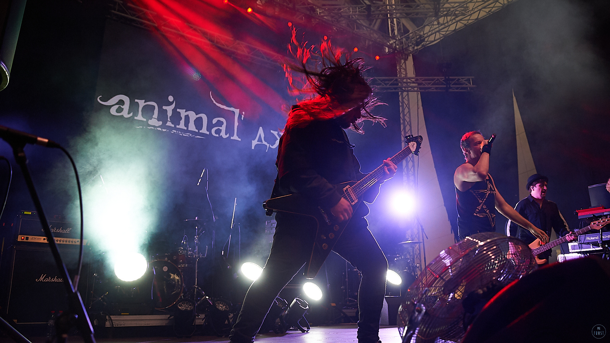 Animal ДжаZ. Фотографии отовсюду и обо всем