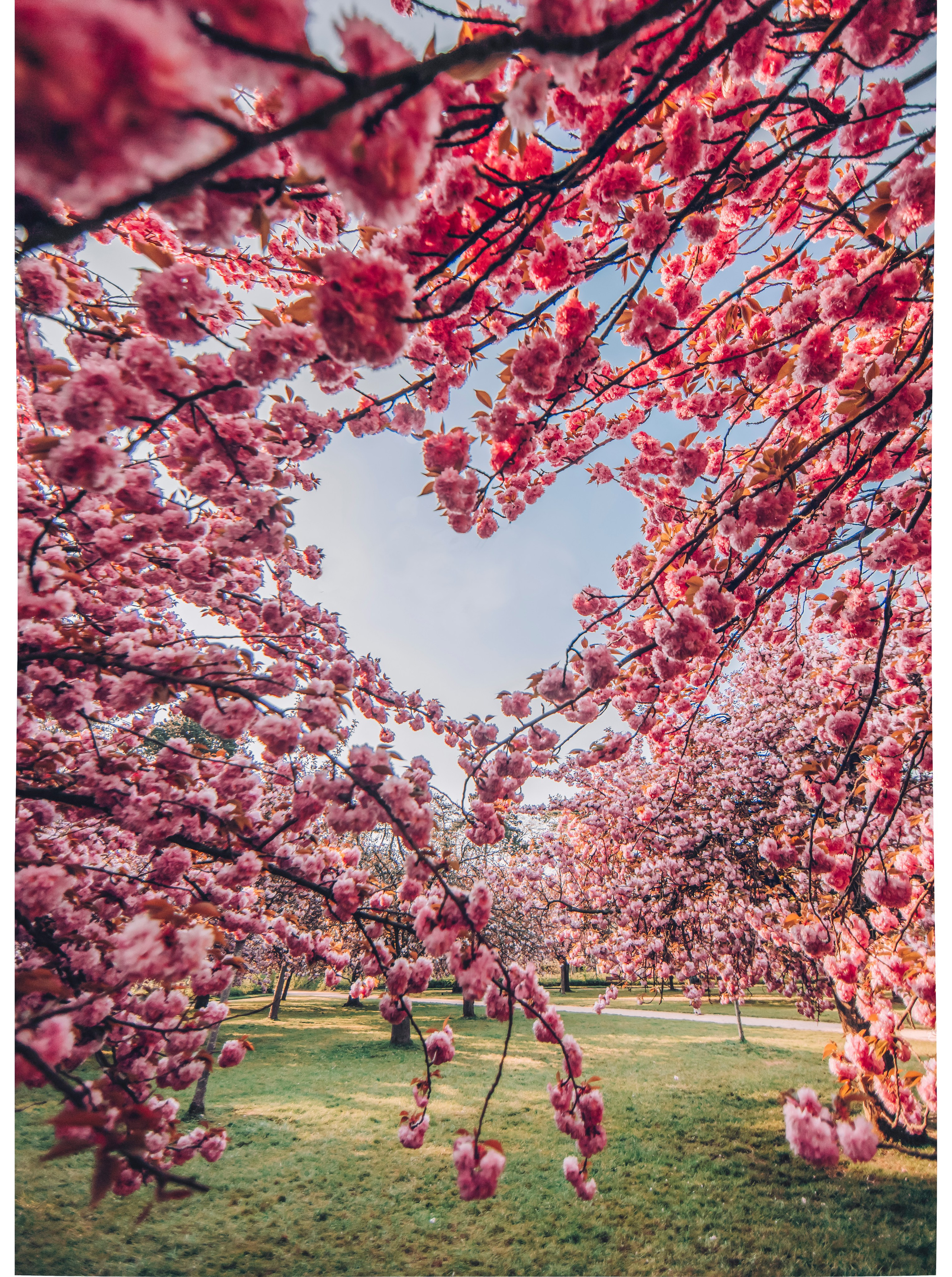Съёмки в цветениях. Фотограф Айгуль Вишня, съёмка в Москве и Санкт-Петербурге