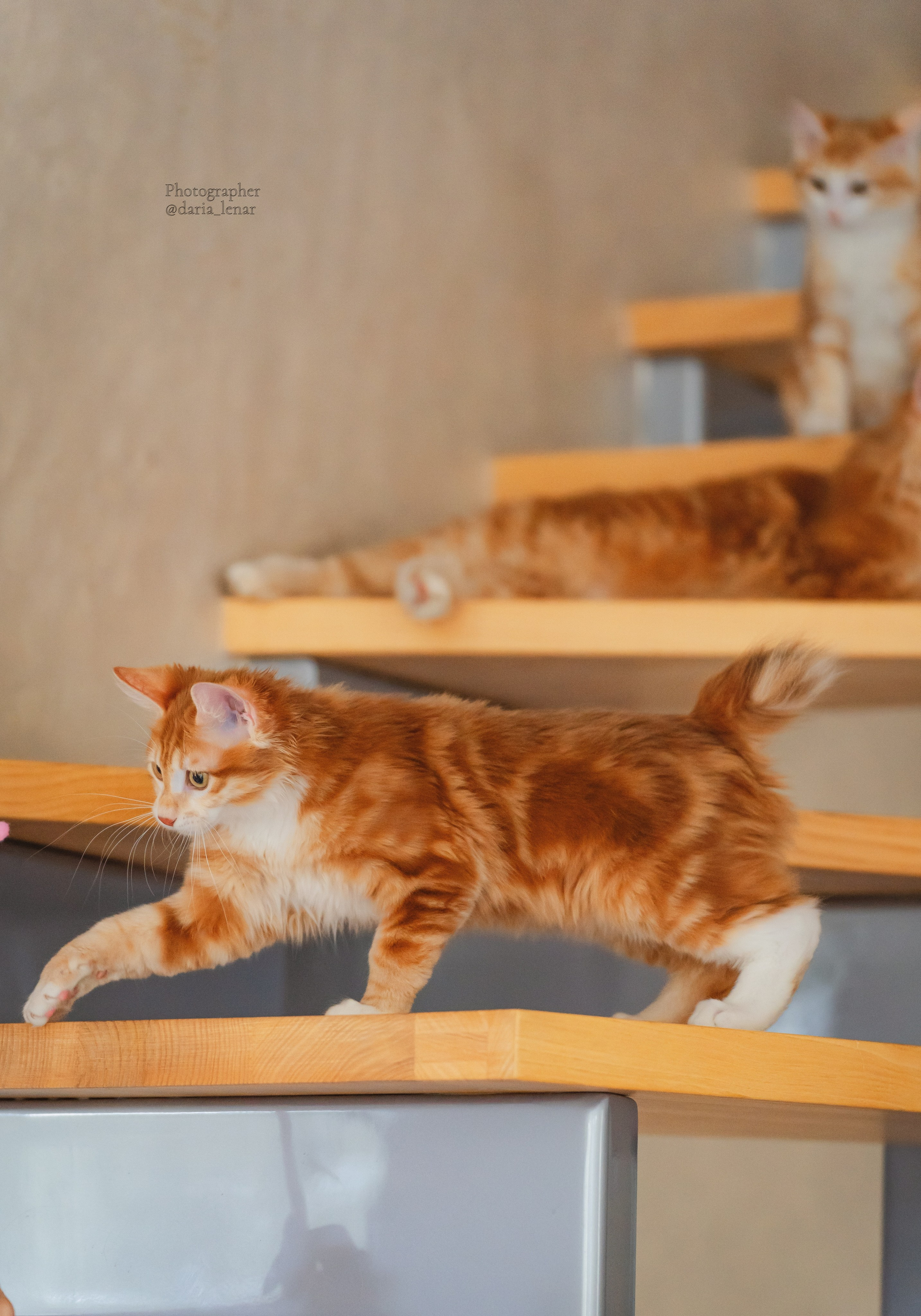Питомник Курильских бобтейлов. Фотограф в Москве Ленарская Дарья