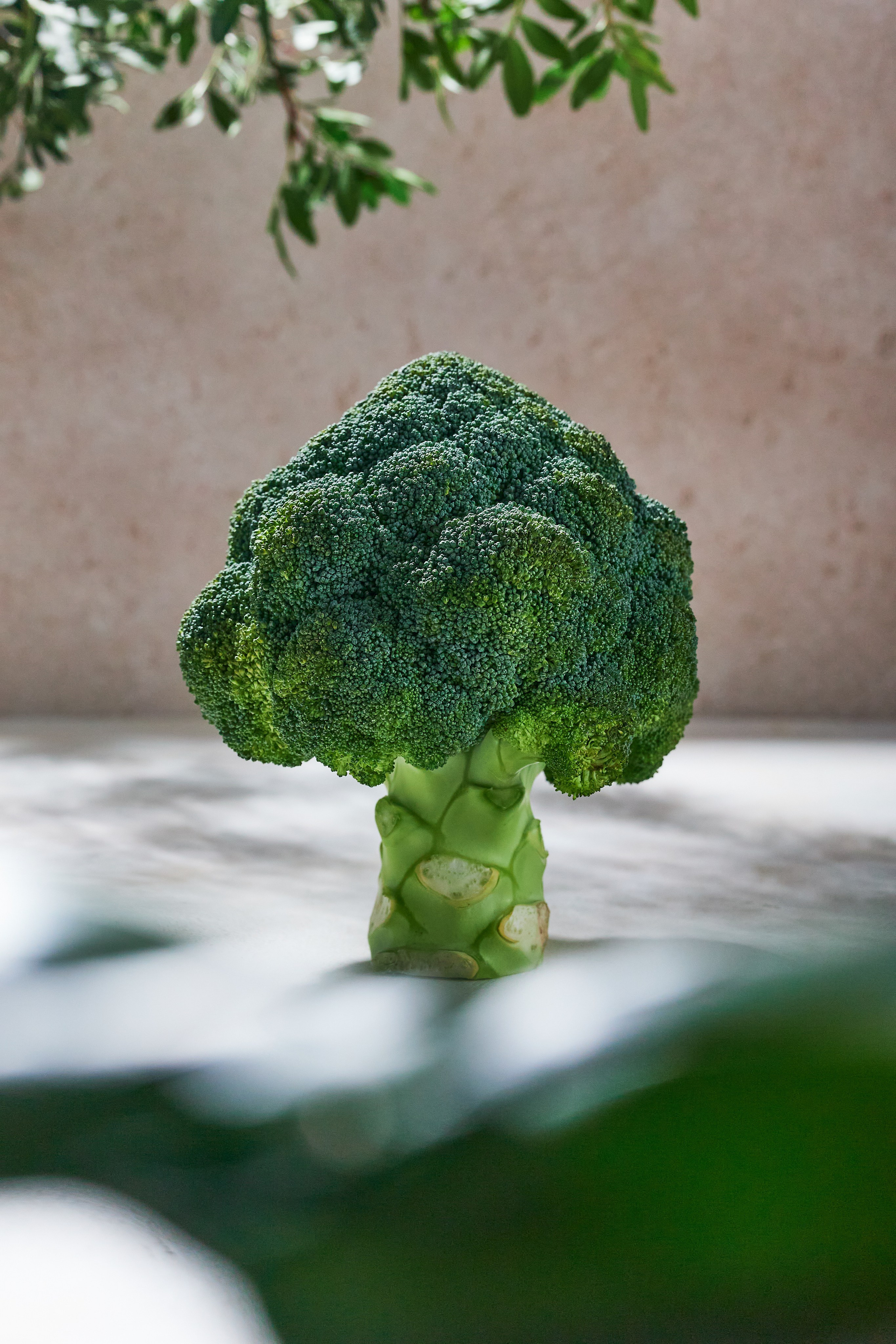 Меню. Свадебный, семейный, портретный фотограф Челябинск