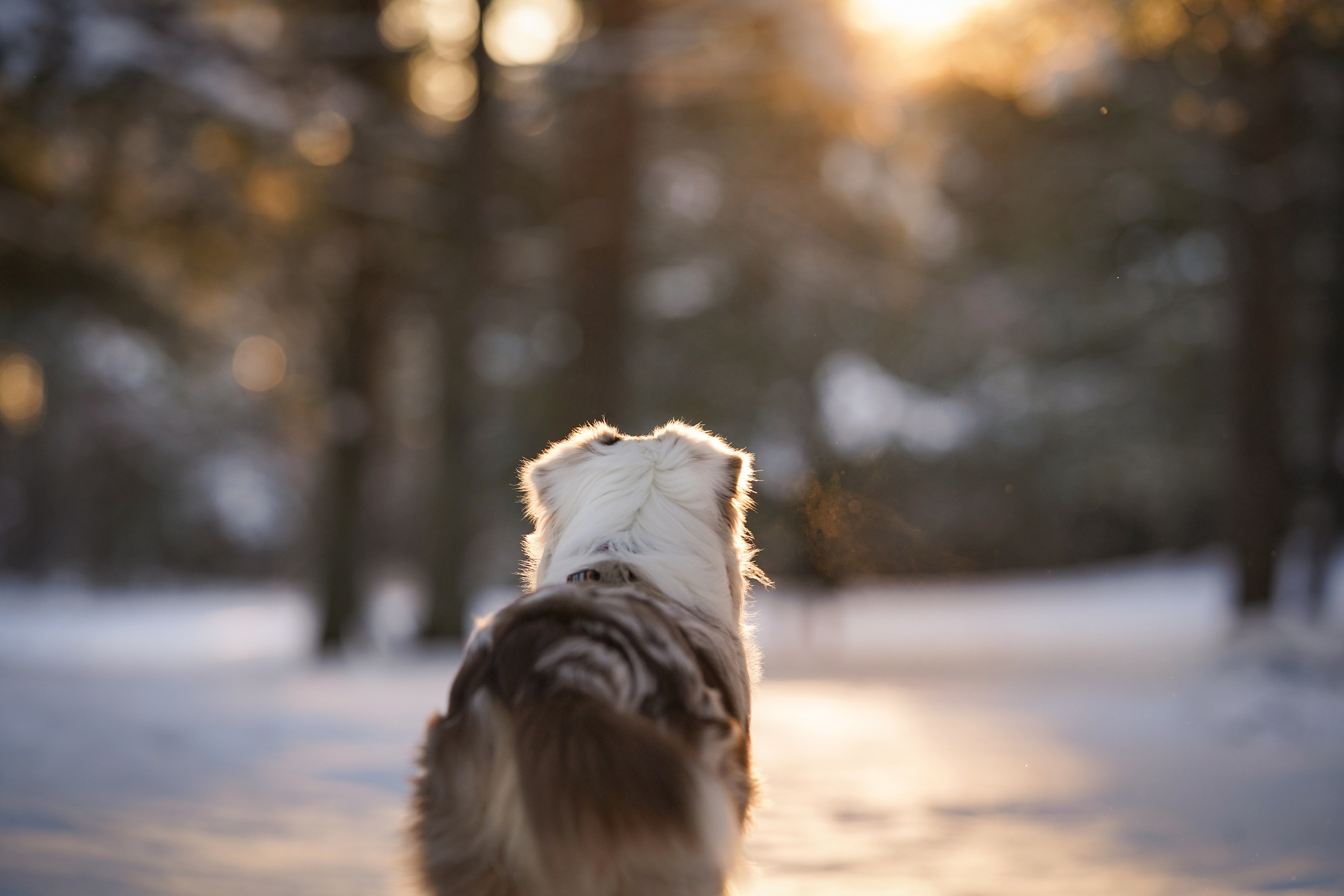 Панда март. Фотограф-анималист в Санкт-Петербурге Яна Мартынова