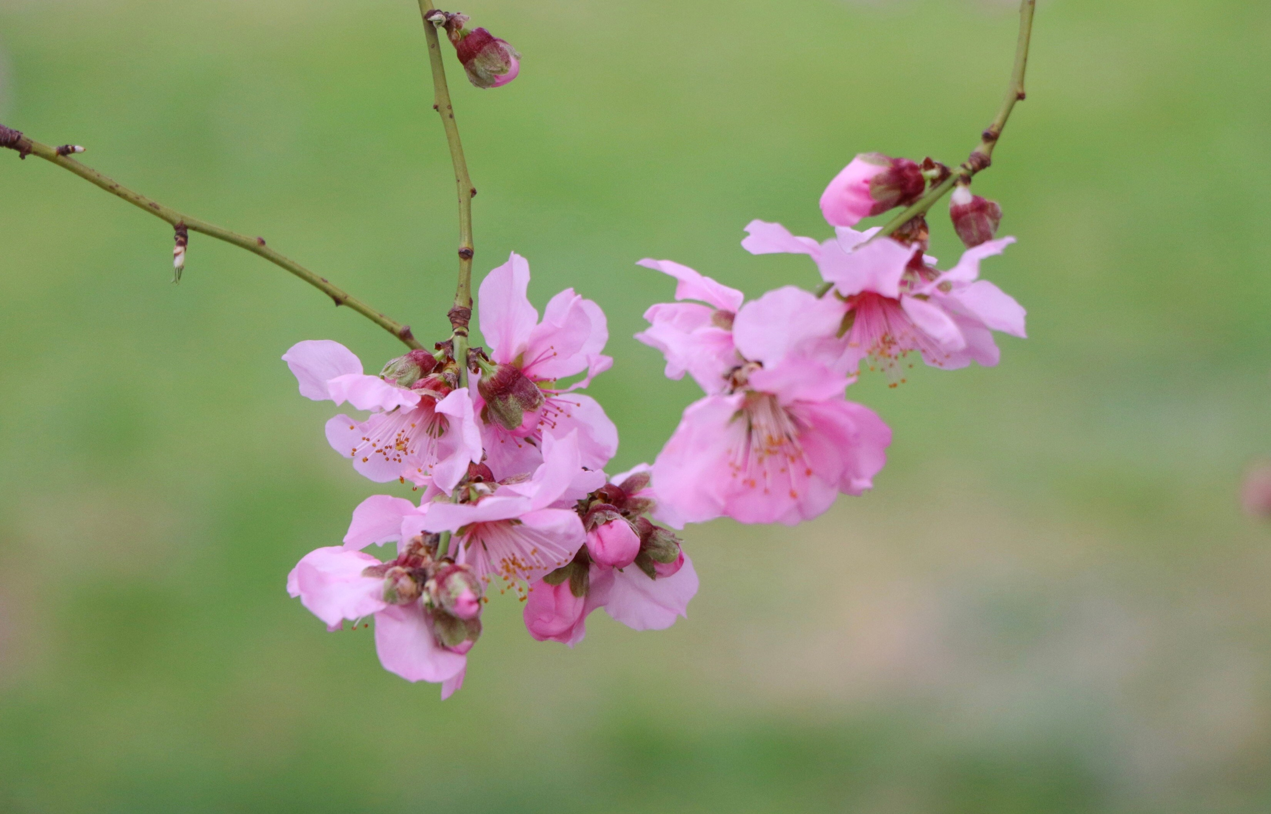 Природа. Семейный и детский фотограф в Ялте Ольга Солерина