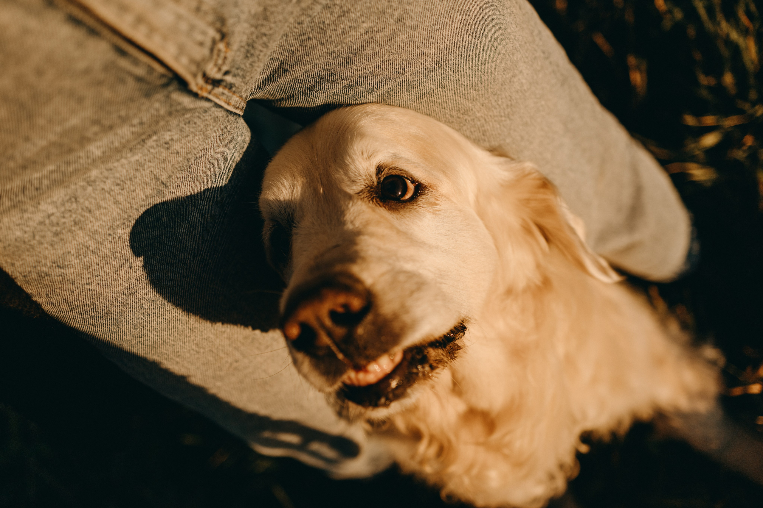 Лера и Скай. Фотограф — Анималист | Санкт-Петербург