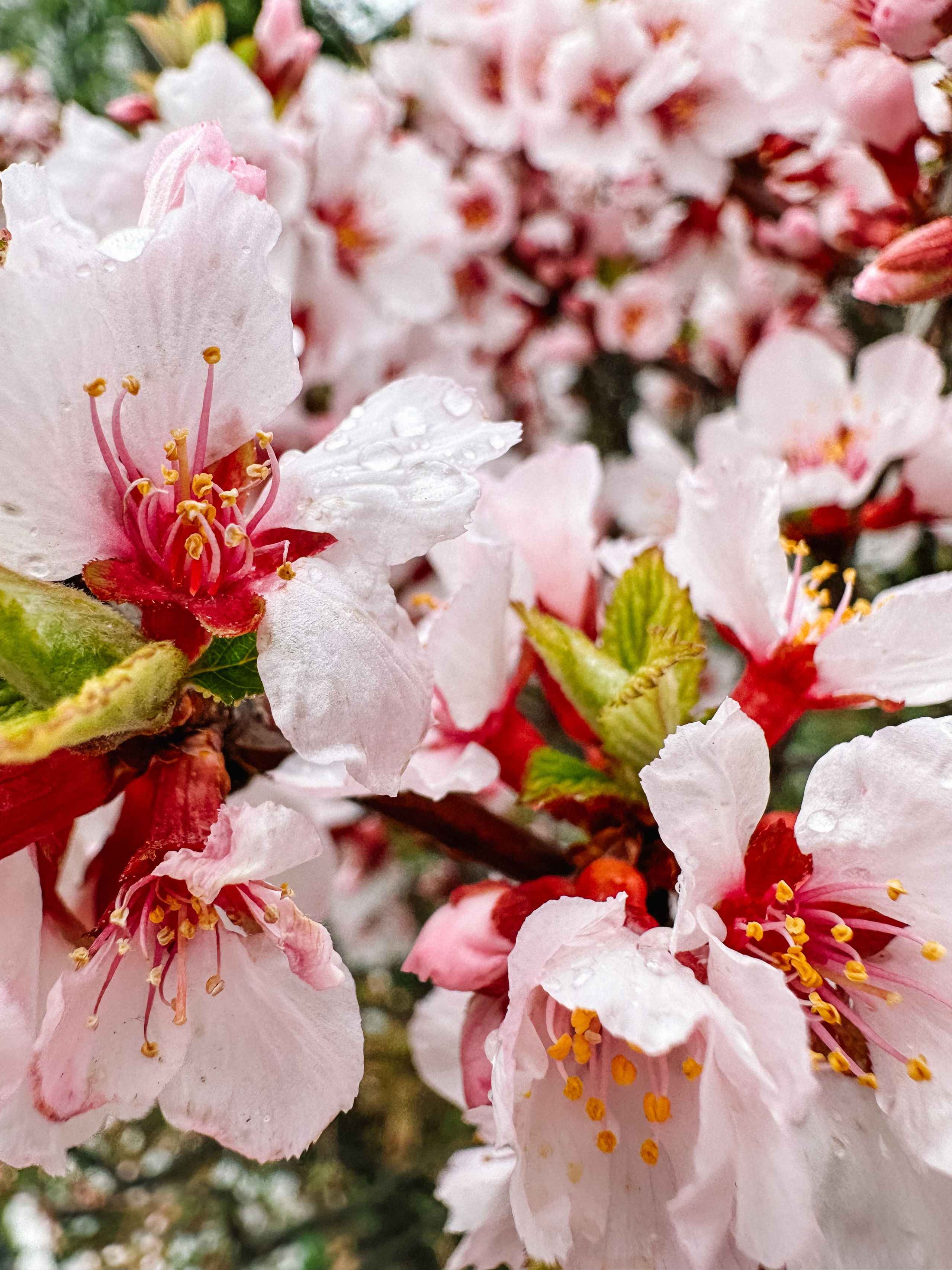 Природа. Команда фотографов Кристины Ивановой