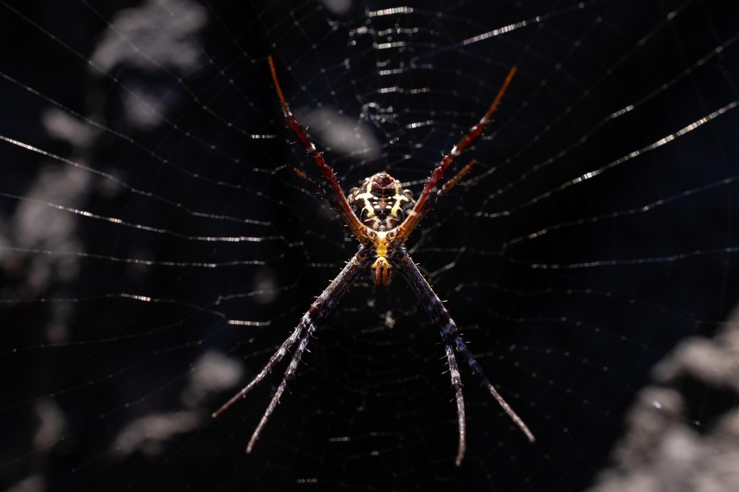 ГОА 2024. Руслан Плахтеев