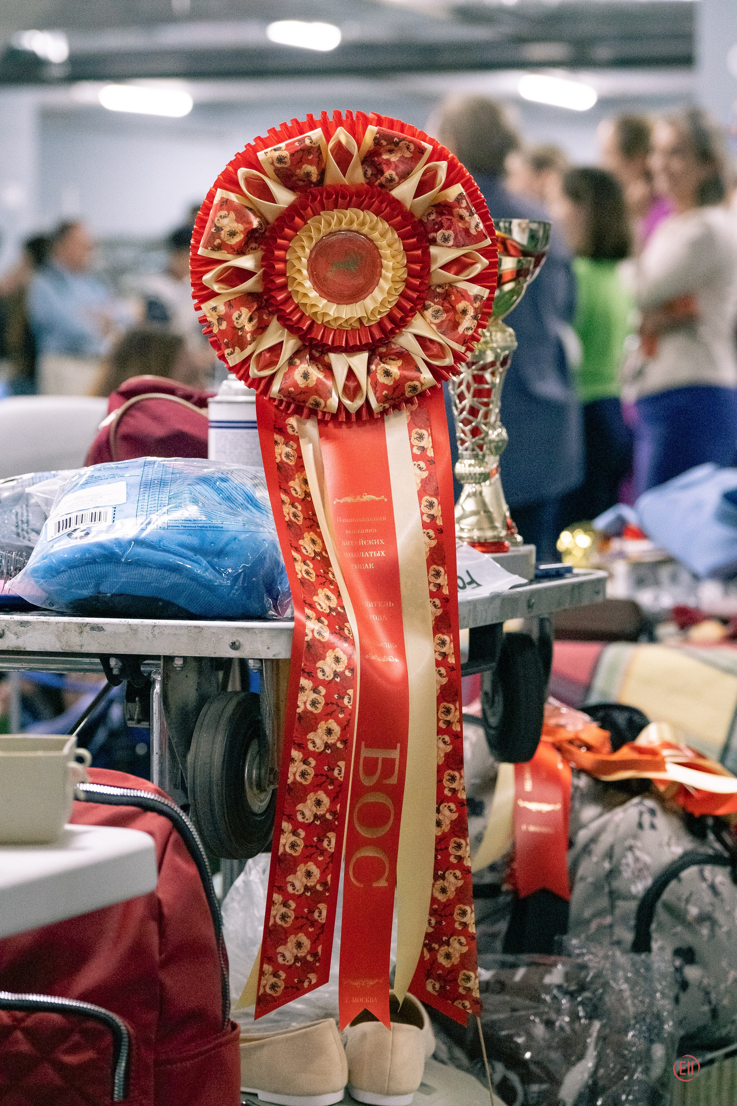 Национальная выставка китайских хохлатых собак 2023. Питомник китайских хохлатых собак Poale Ell: купить щенка