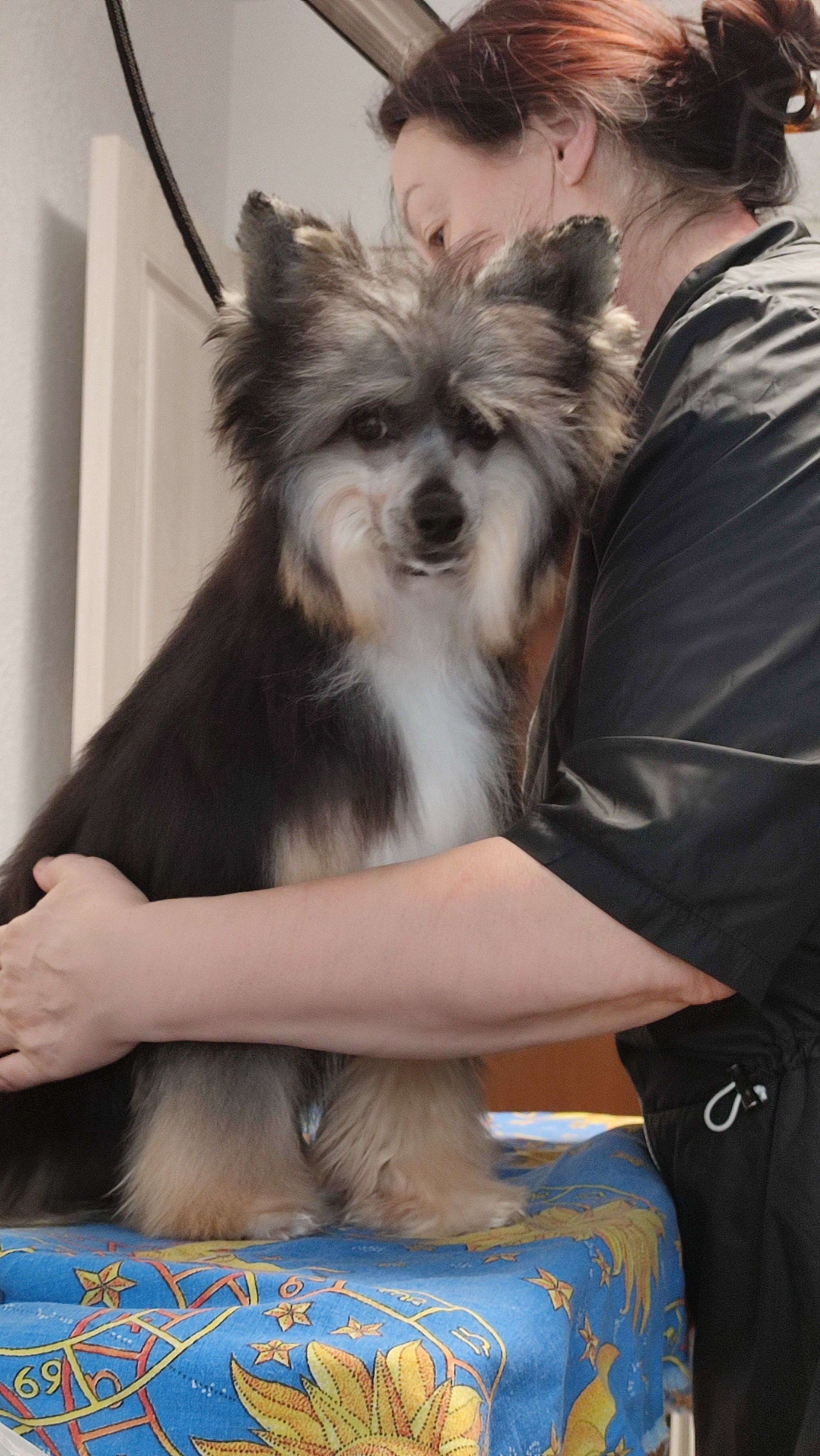 Нашей красавице Грэйсюше 7 месяцев. Питомник китайских хохлатых собак Poale Ell: купить щенка