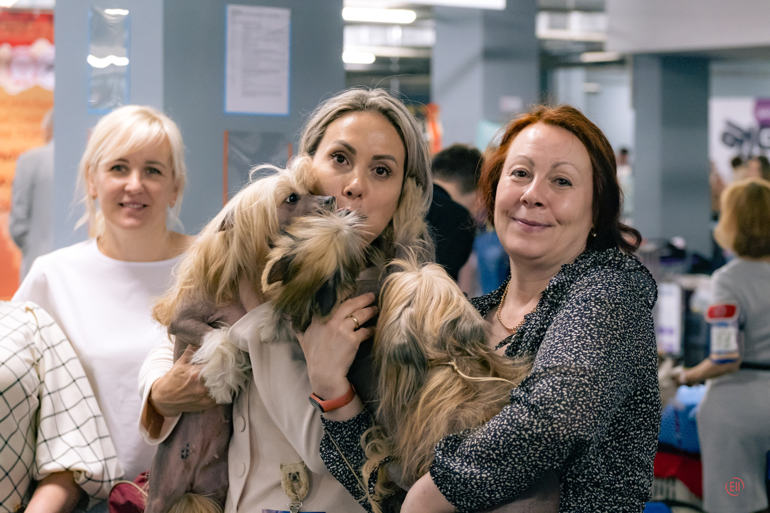 Национальная выставка китайских хохлатых собак 2023. Питомник китайских хохлатых собак Poale Ell: купить щенка