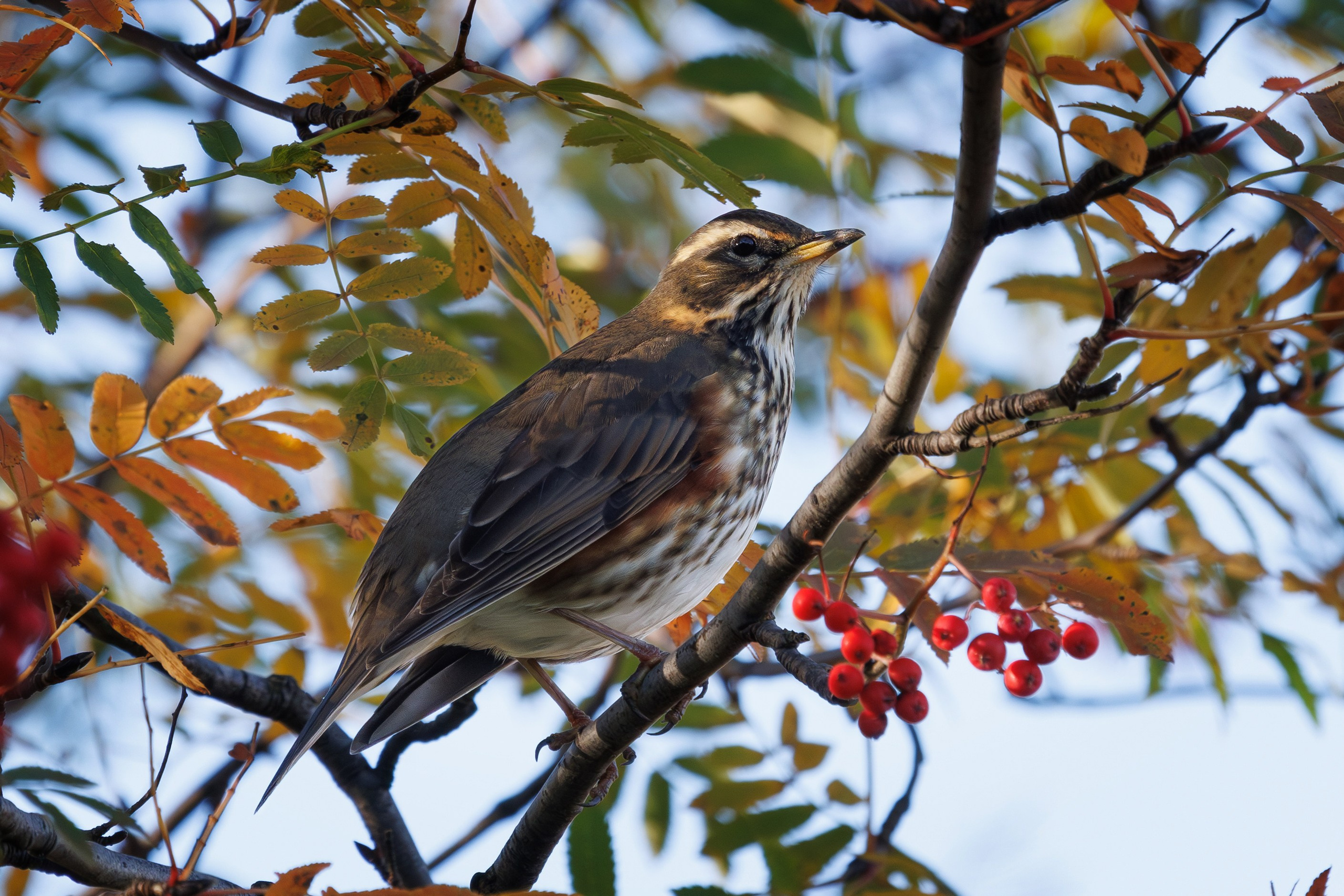 Птицы г. Мурманска. Птицы парков г. Люберцы