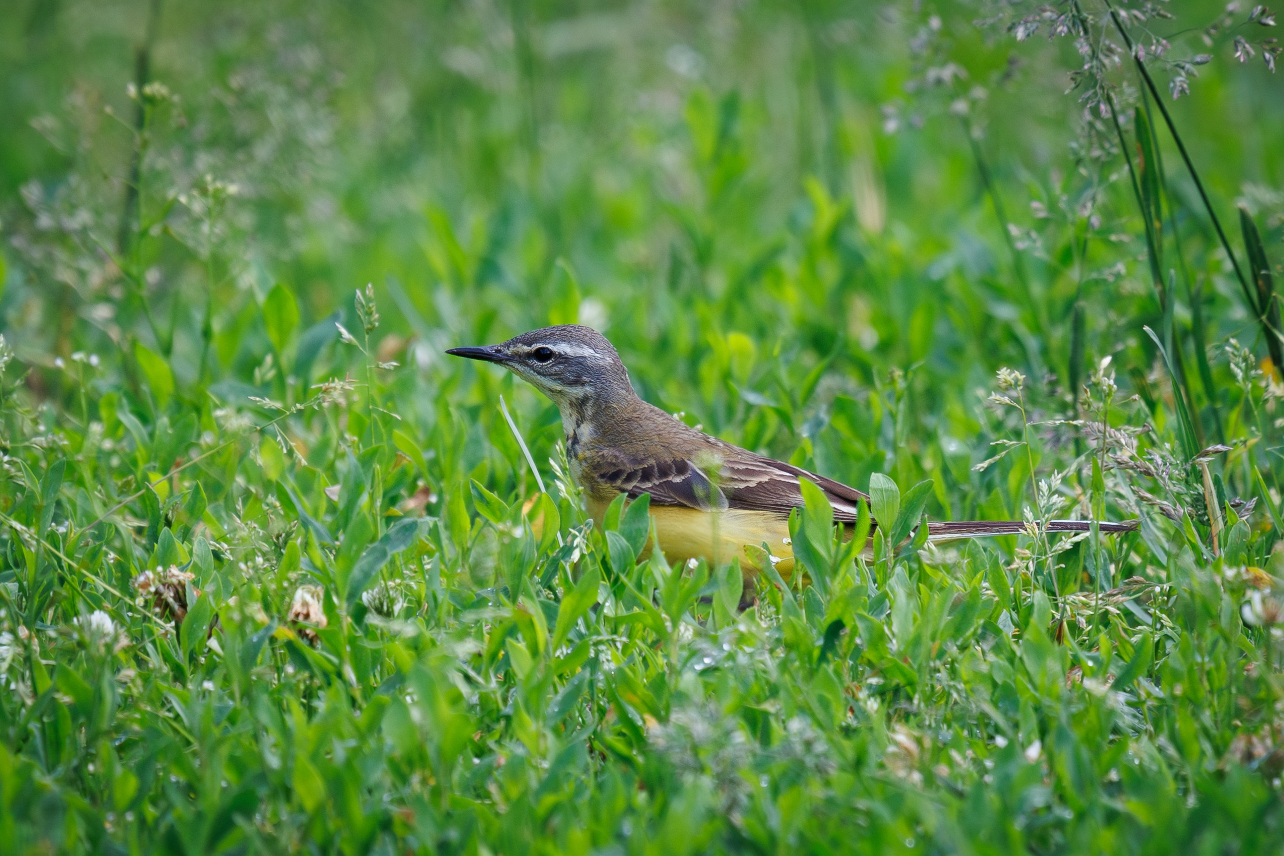 Желтая трясогузка Снято на Canon EOS R8, RF 600 mm f11.