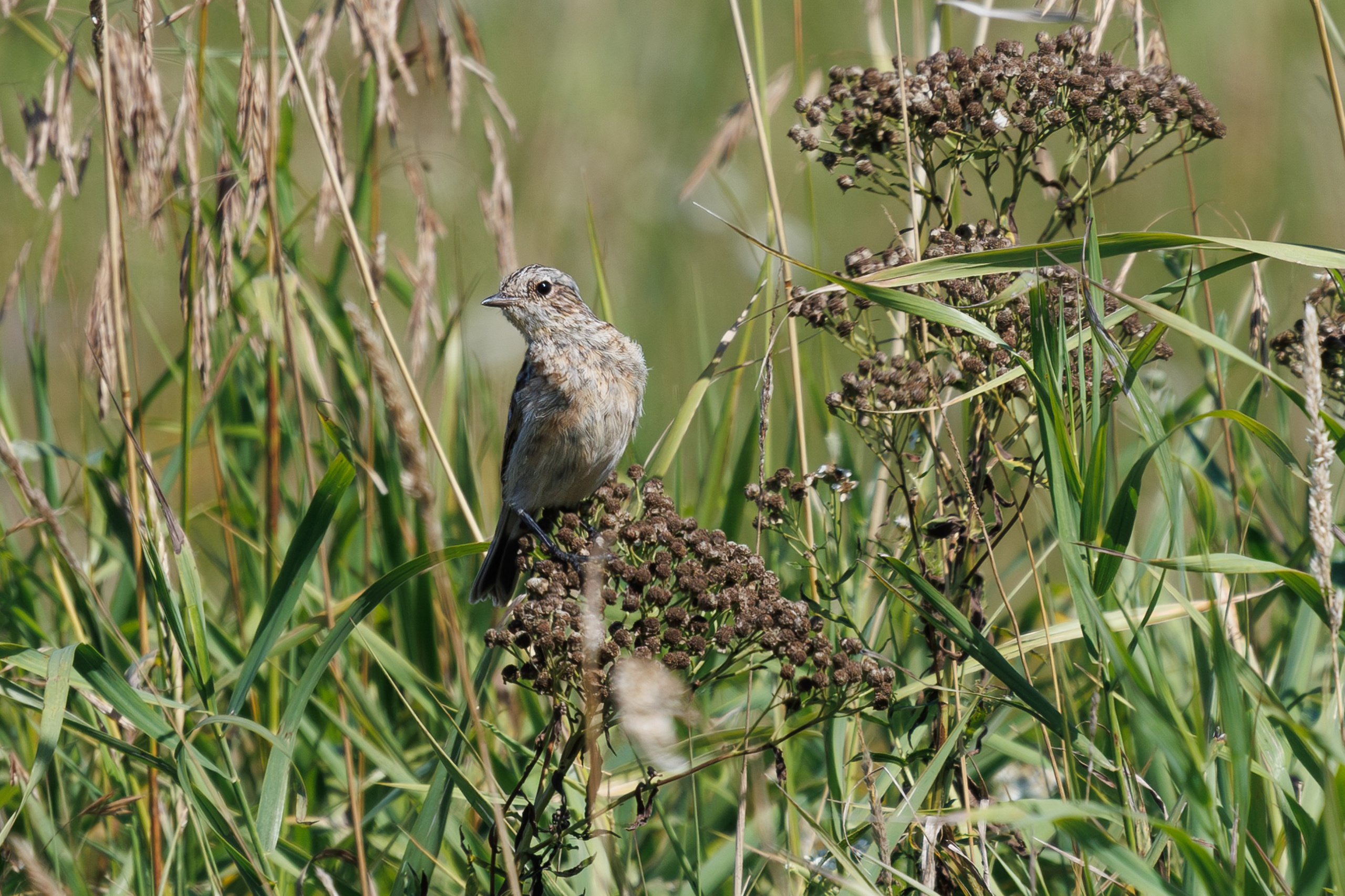 Птицы Москворецкого пойменного заказника. Птицы парков г. Люберцы